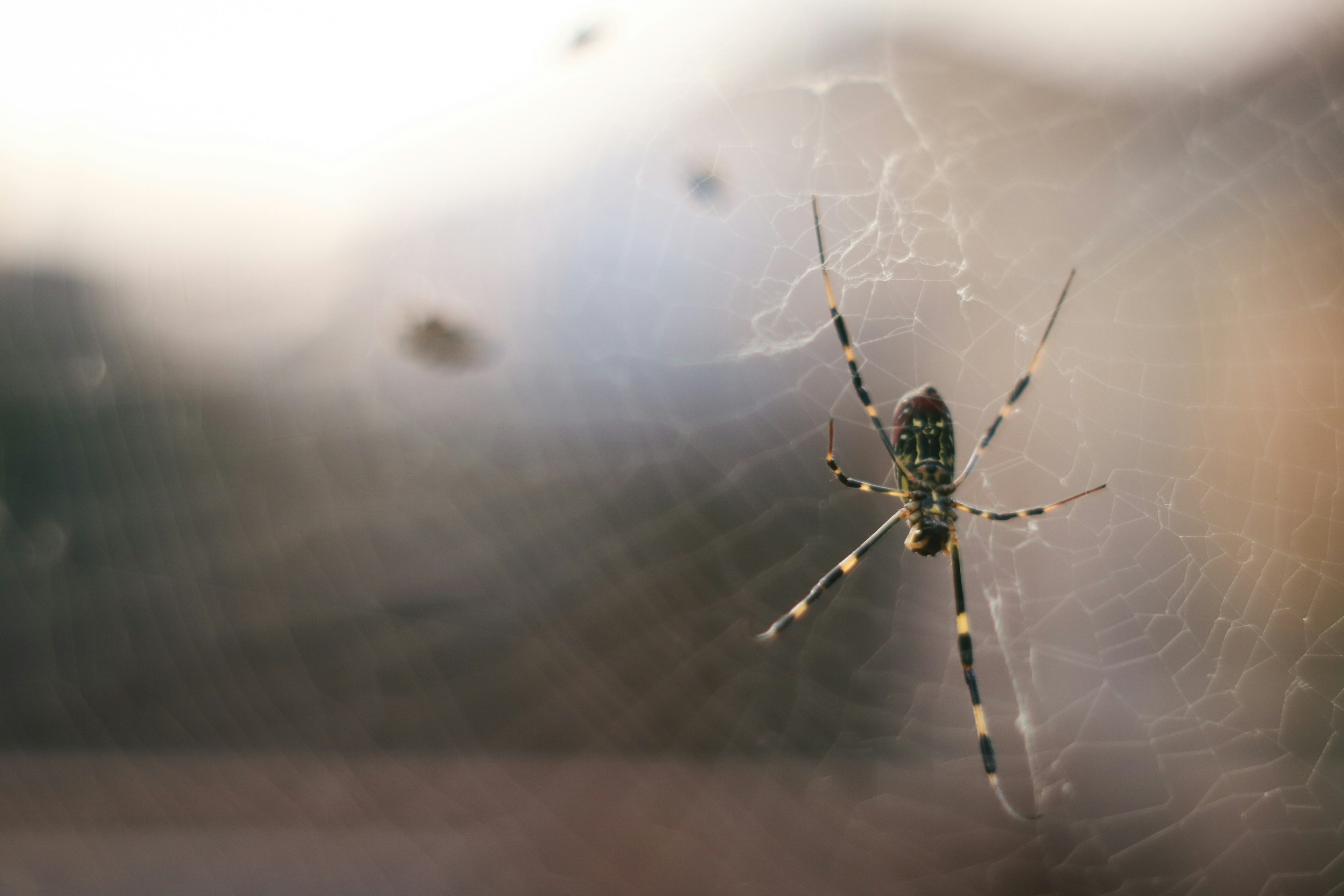 Nahaufnahme einer Spinne in ihrem Netz