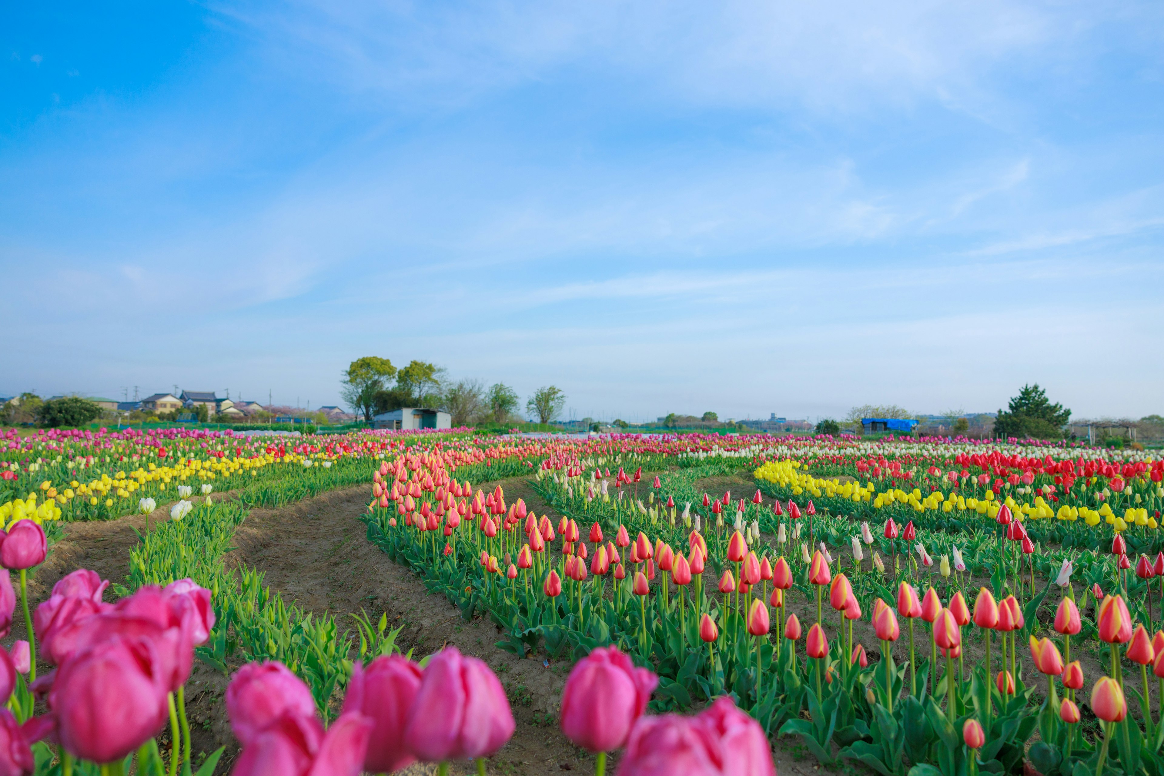 Champ de tulipes vibrant présentant une variété de fleurs colorées