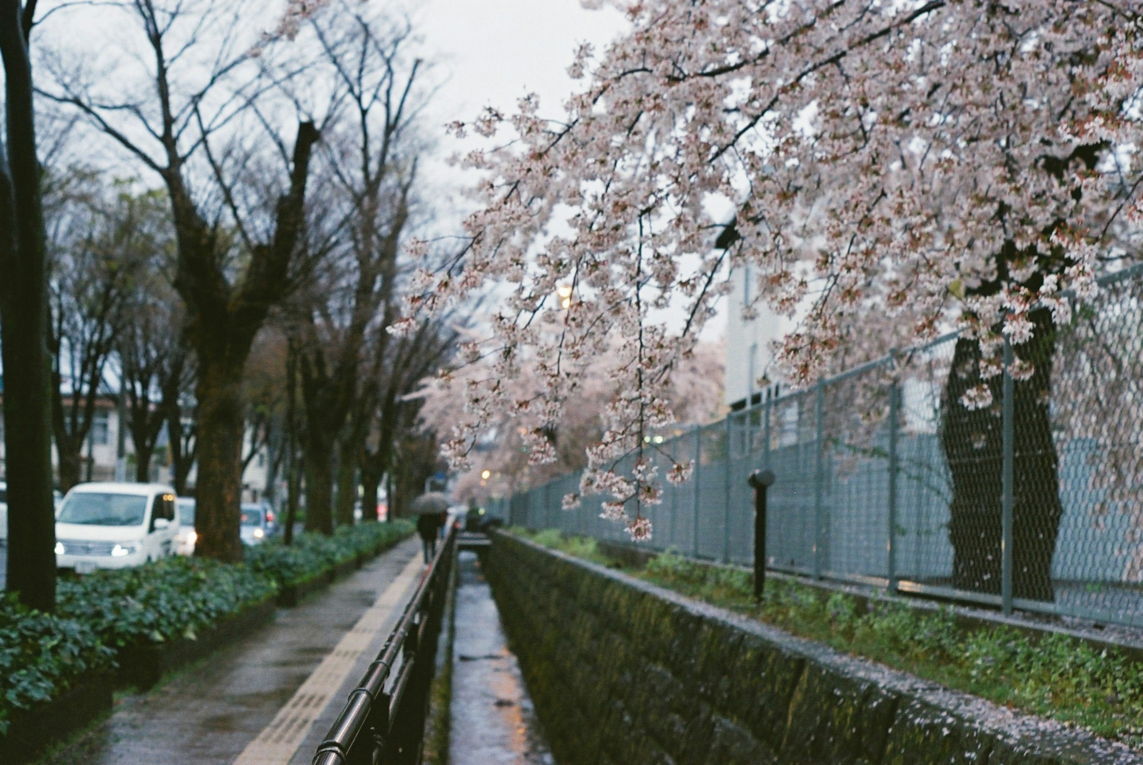 เส้นทางที่สวยงามมีซากุระในวันที่ฝนตก