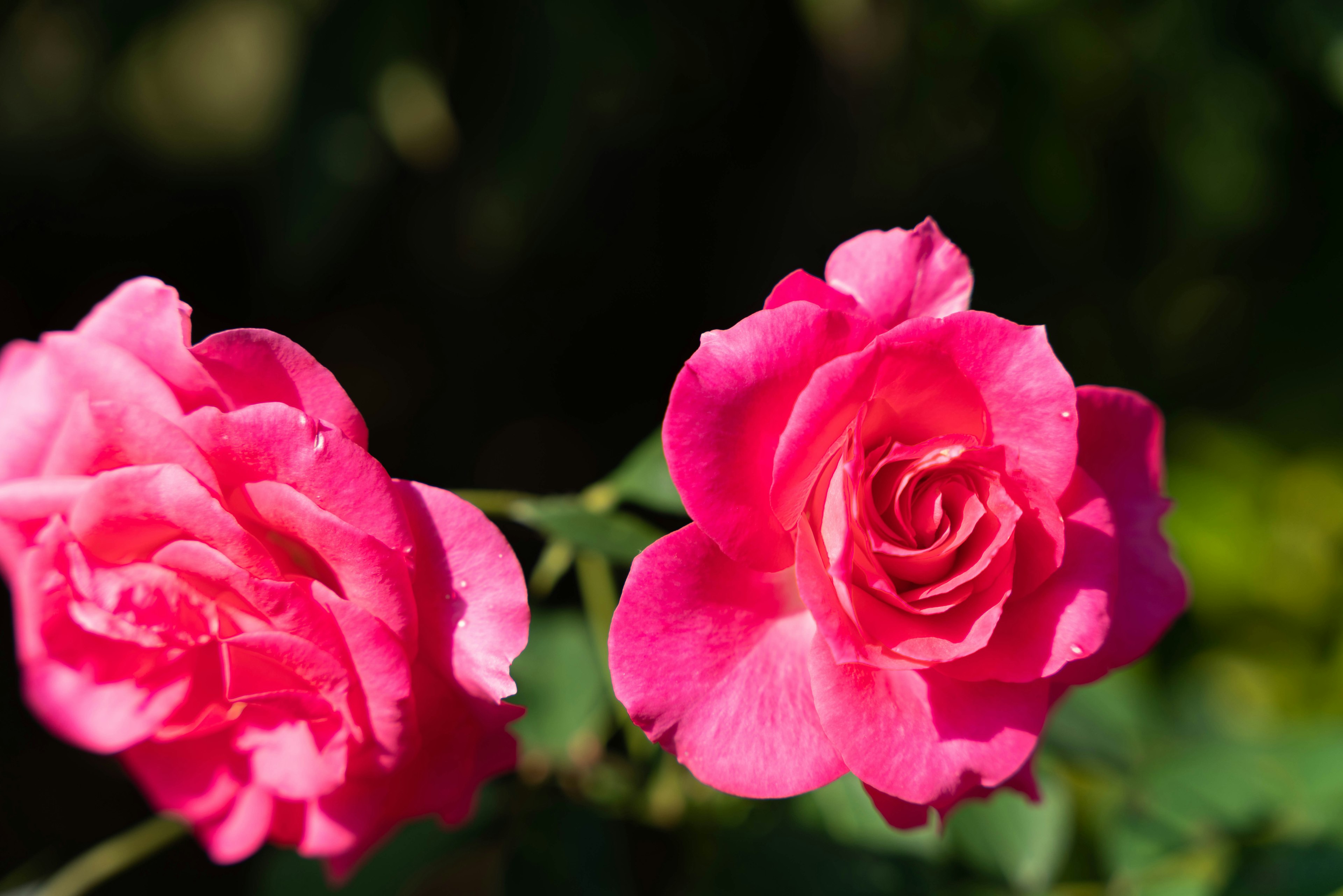 Zwei lebendige pinke Rosen blühen in einem Garten