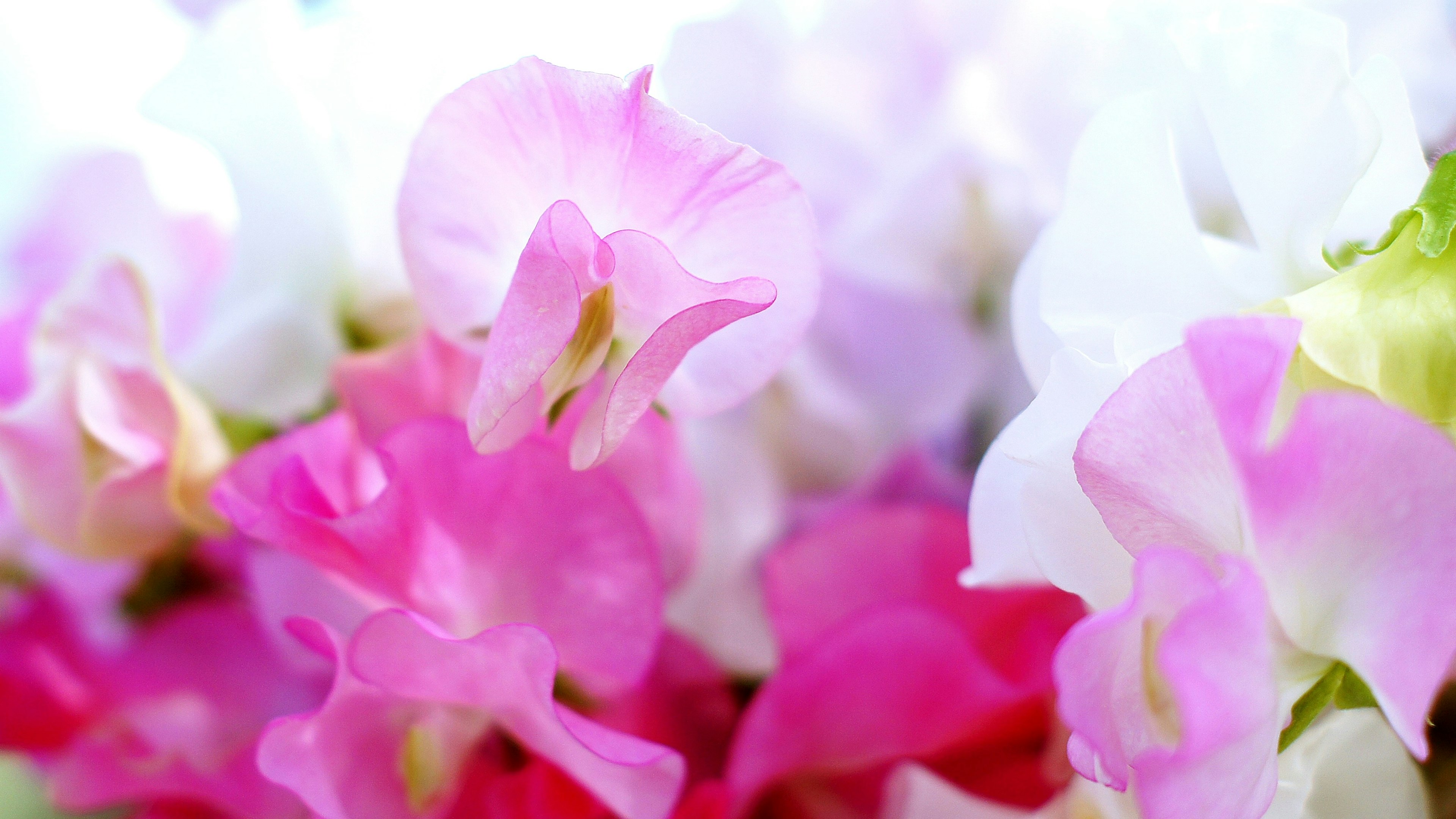 Fleurs colorées en pleine floraison montrant des pétales roses et blancs