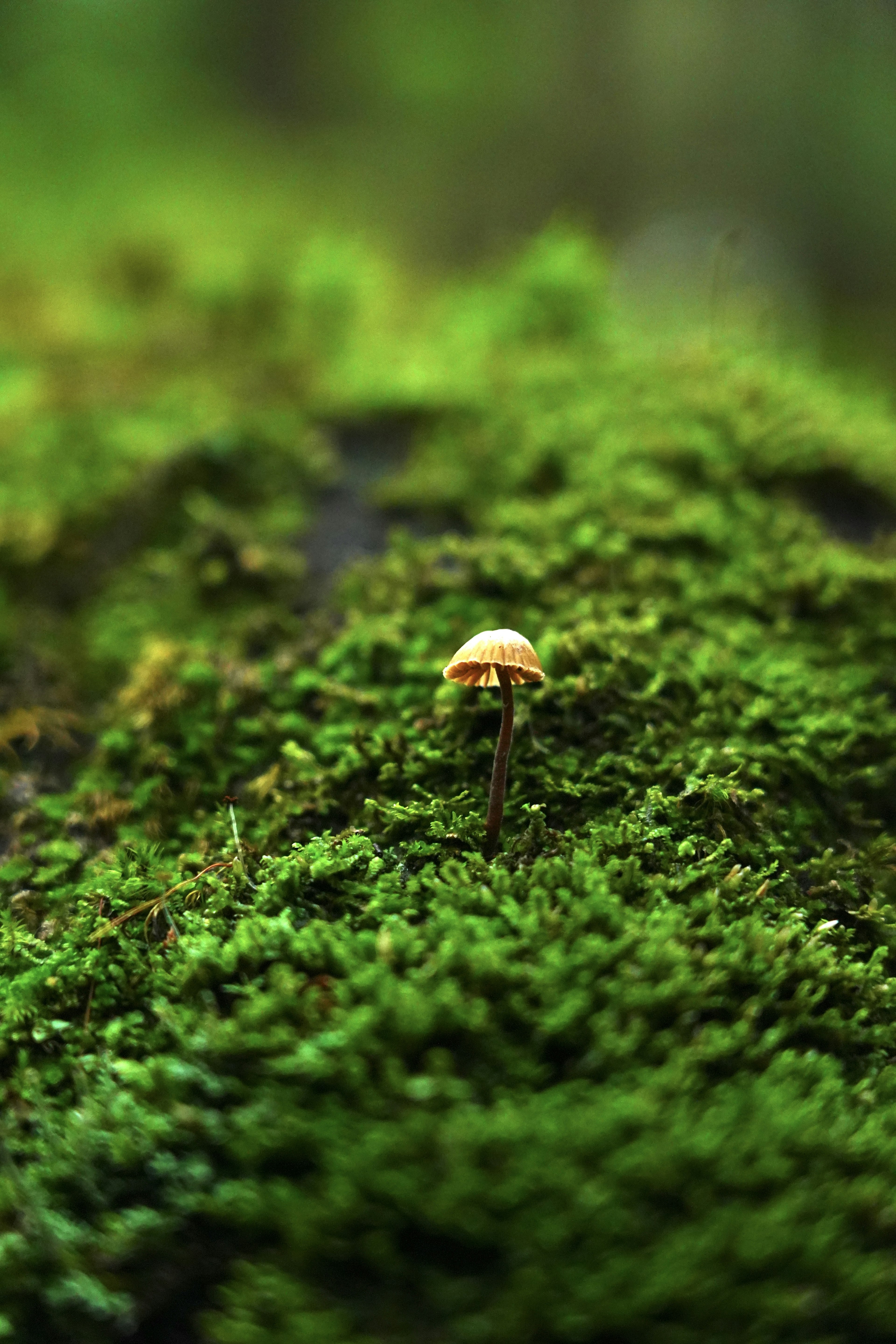 A small brown mushroom growing in green moss