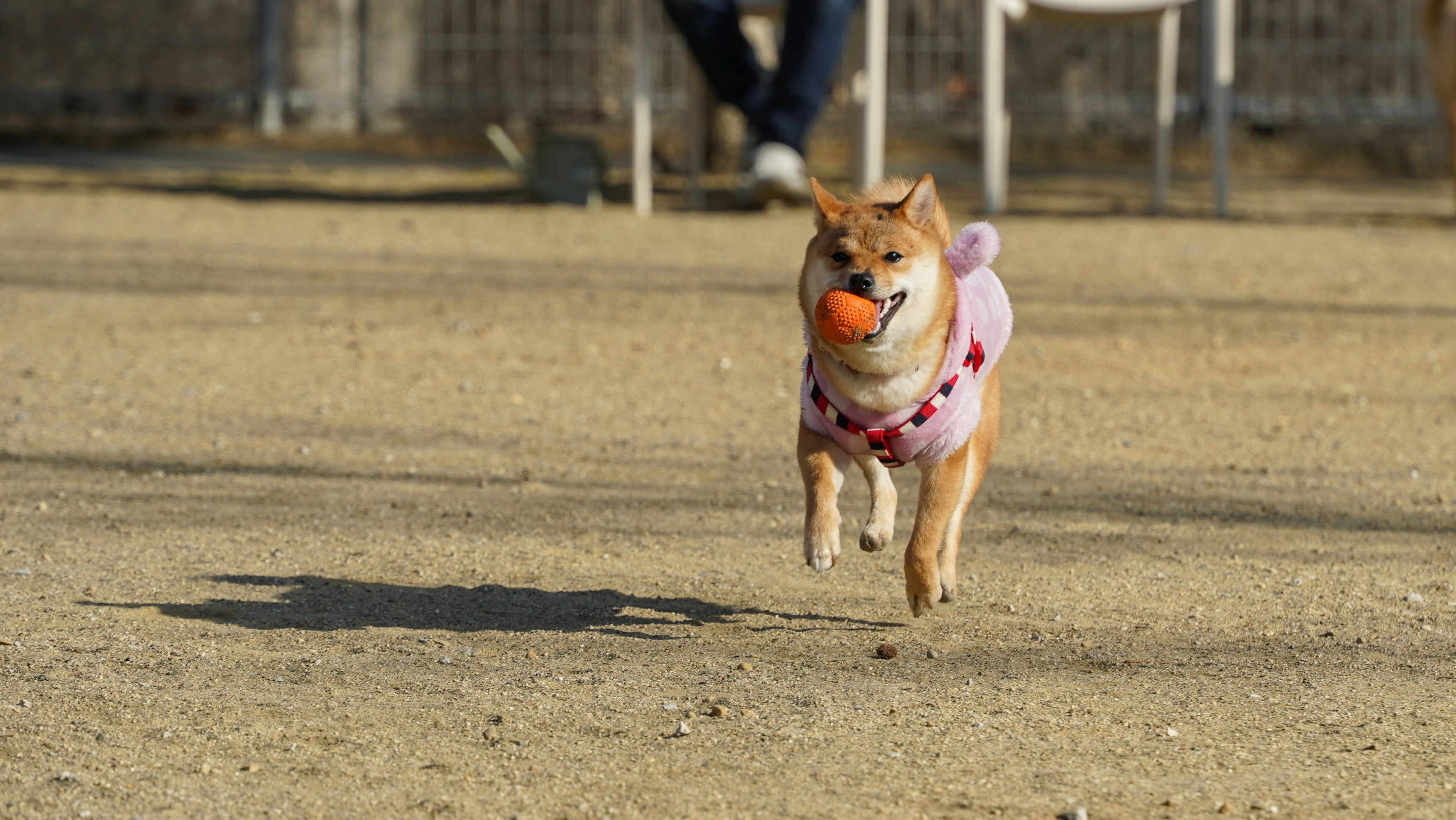 公園でオレンジのボールを持って走っているピンクの服を着た柴犬