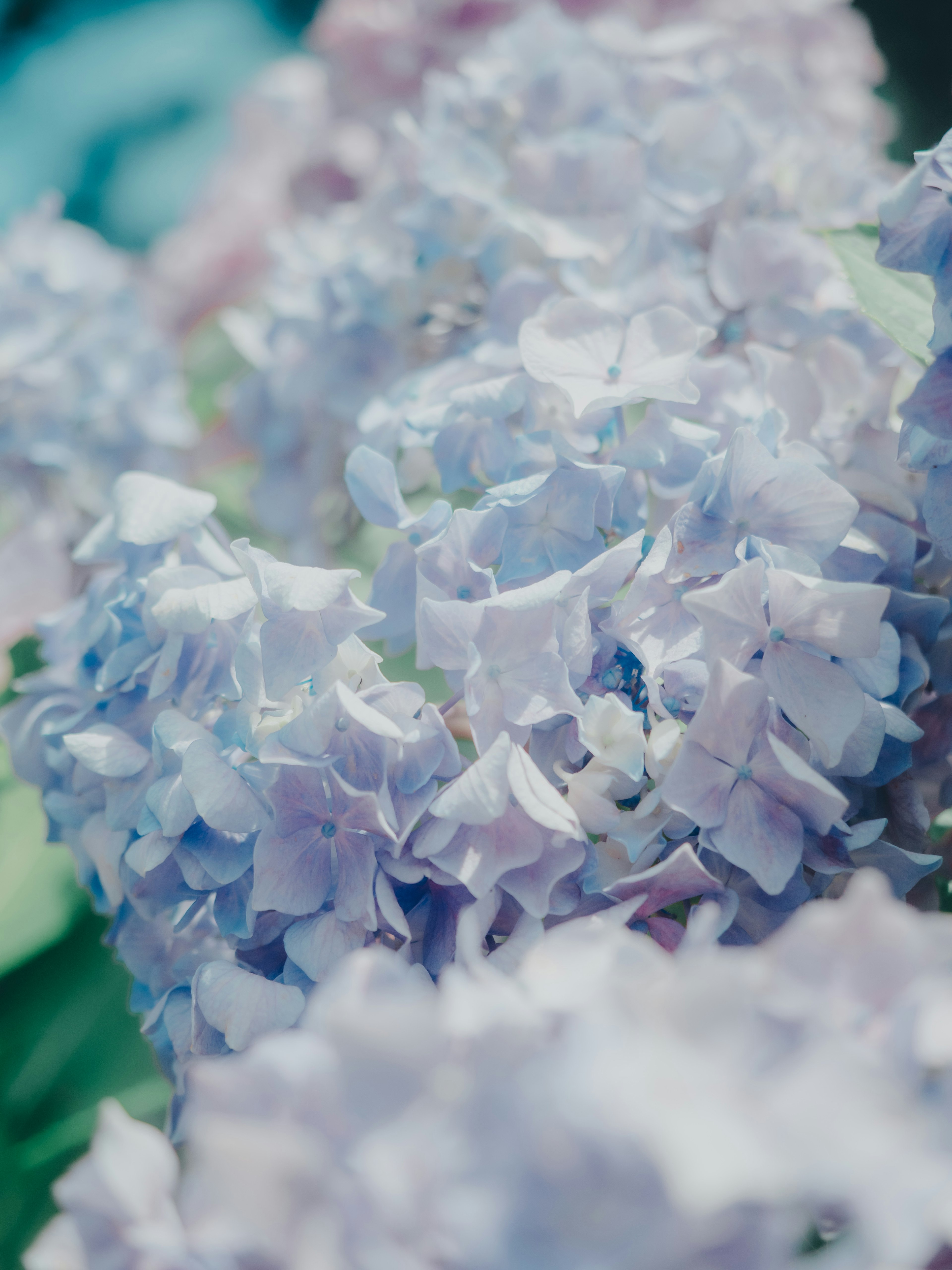 Primer plano de flores de hortensia moradas delicadas en flor
