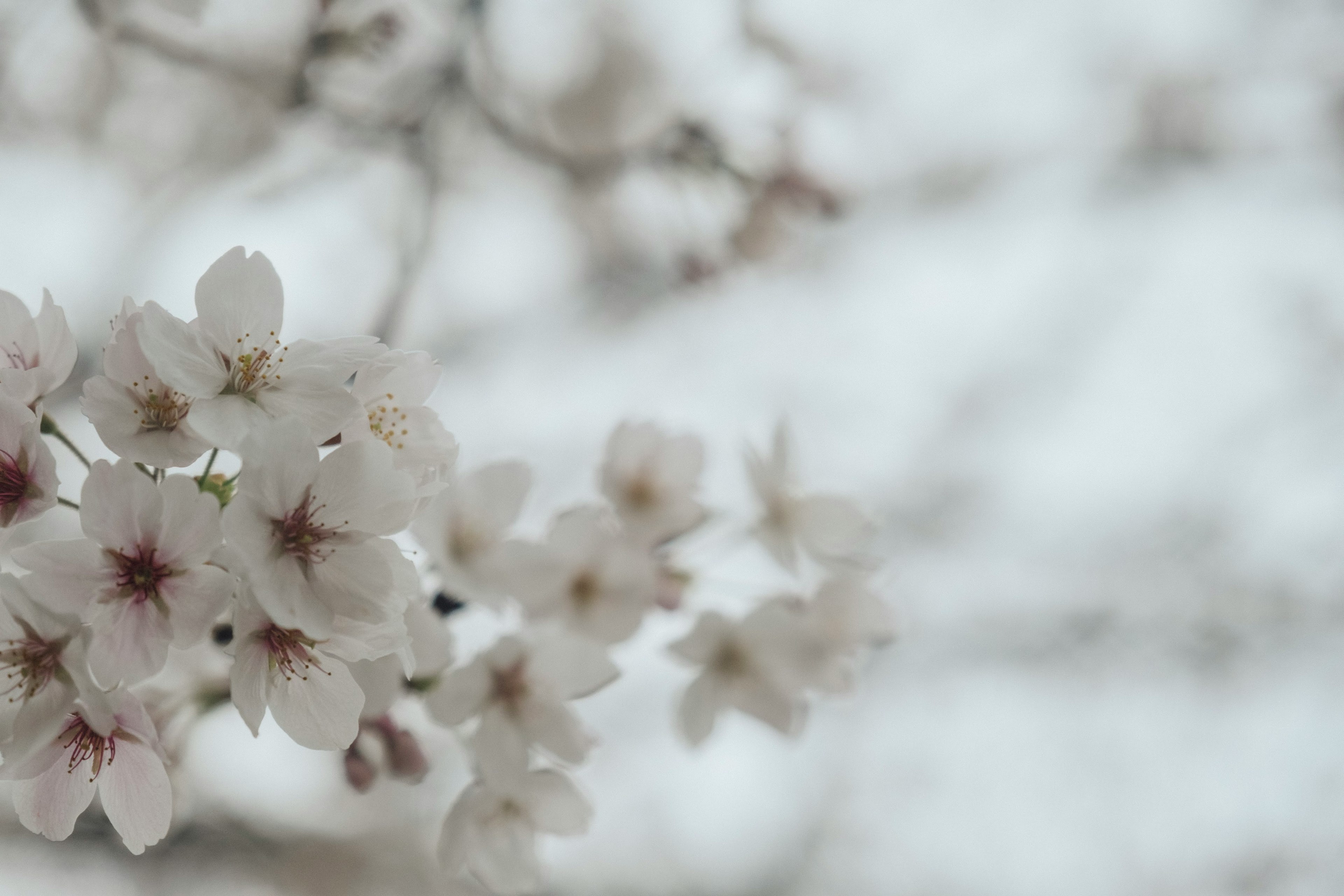 白い桜の花が咲いている枝のクローズアップ