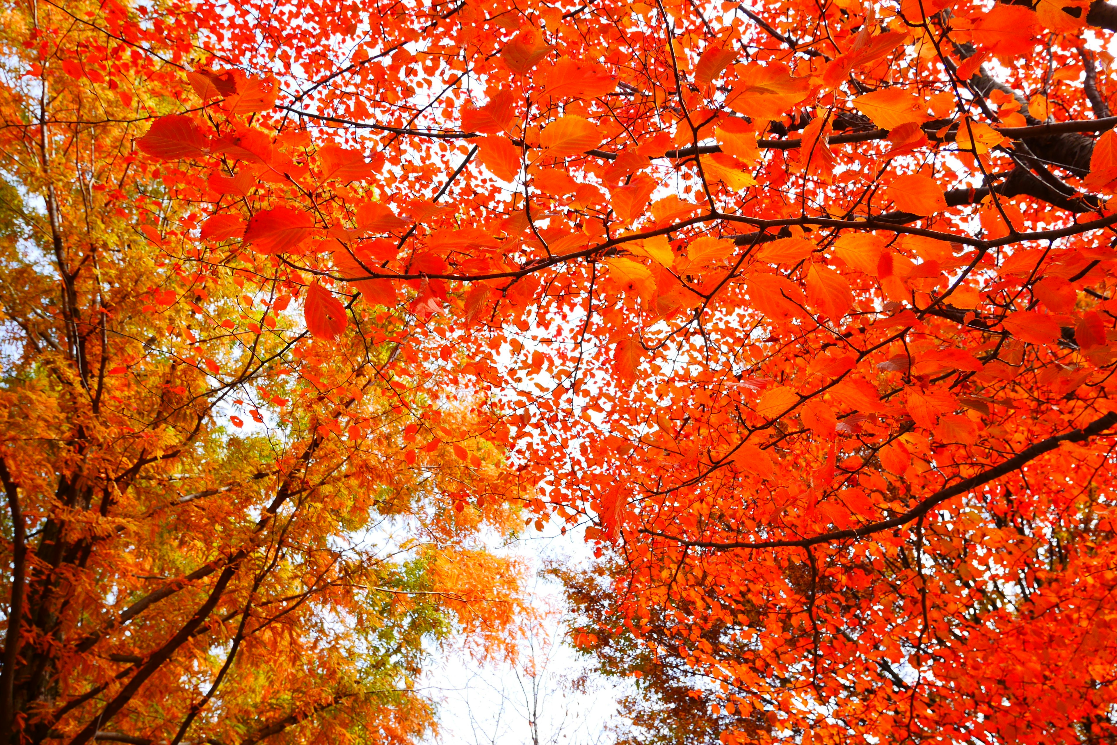 Vibrant red and orange leaves of autumn trees overhead