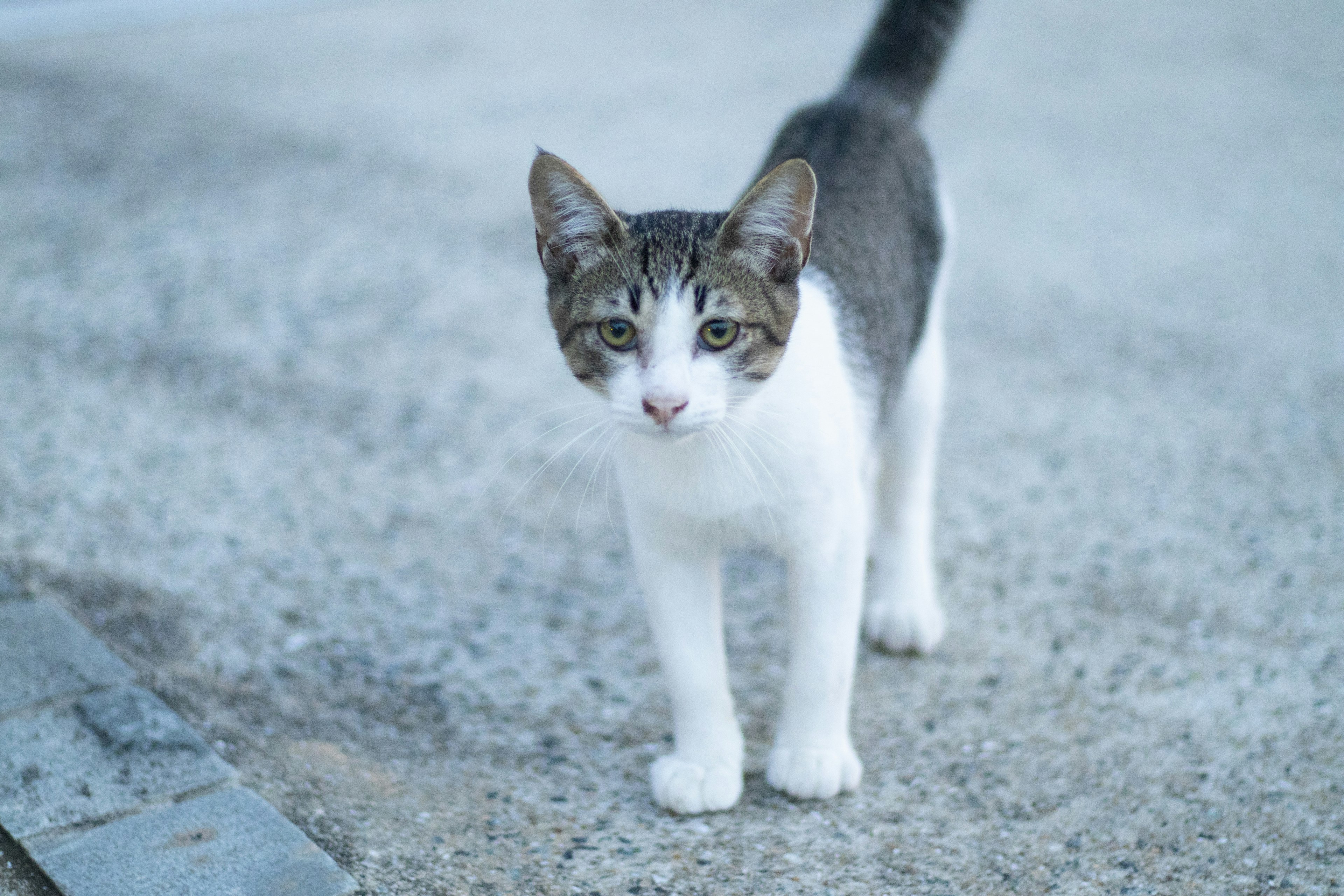 Eine Katze mit weißem und grauem Fell kommt näher