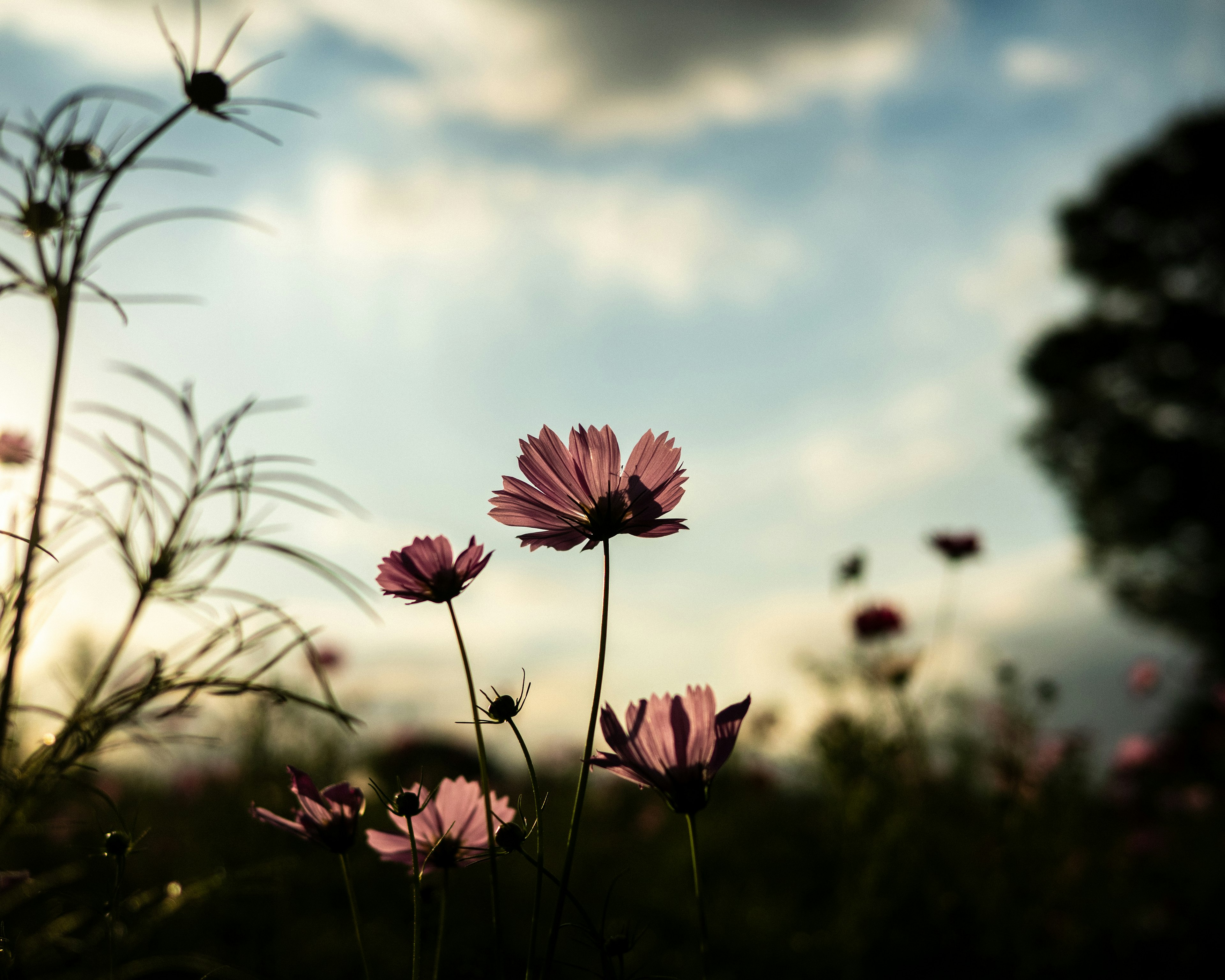 Campo de flores en flor bajo un cielo de atardecer