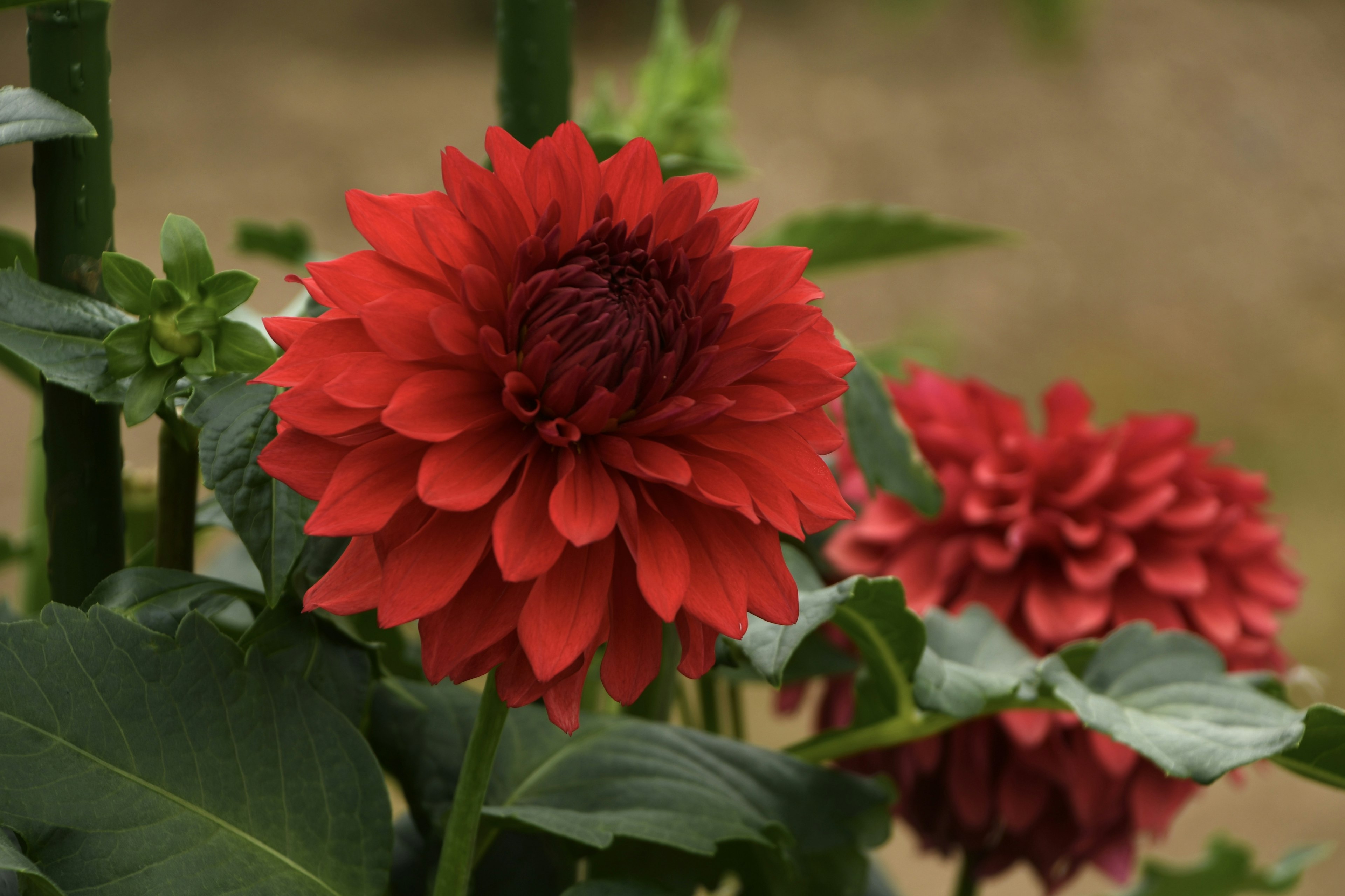 赤いダリアの花が咲いている緑の葉の近く