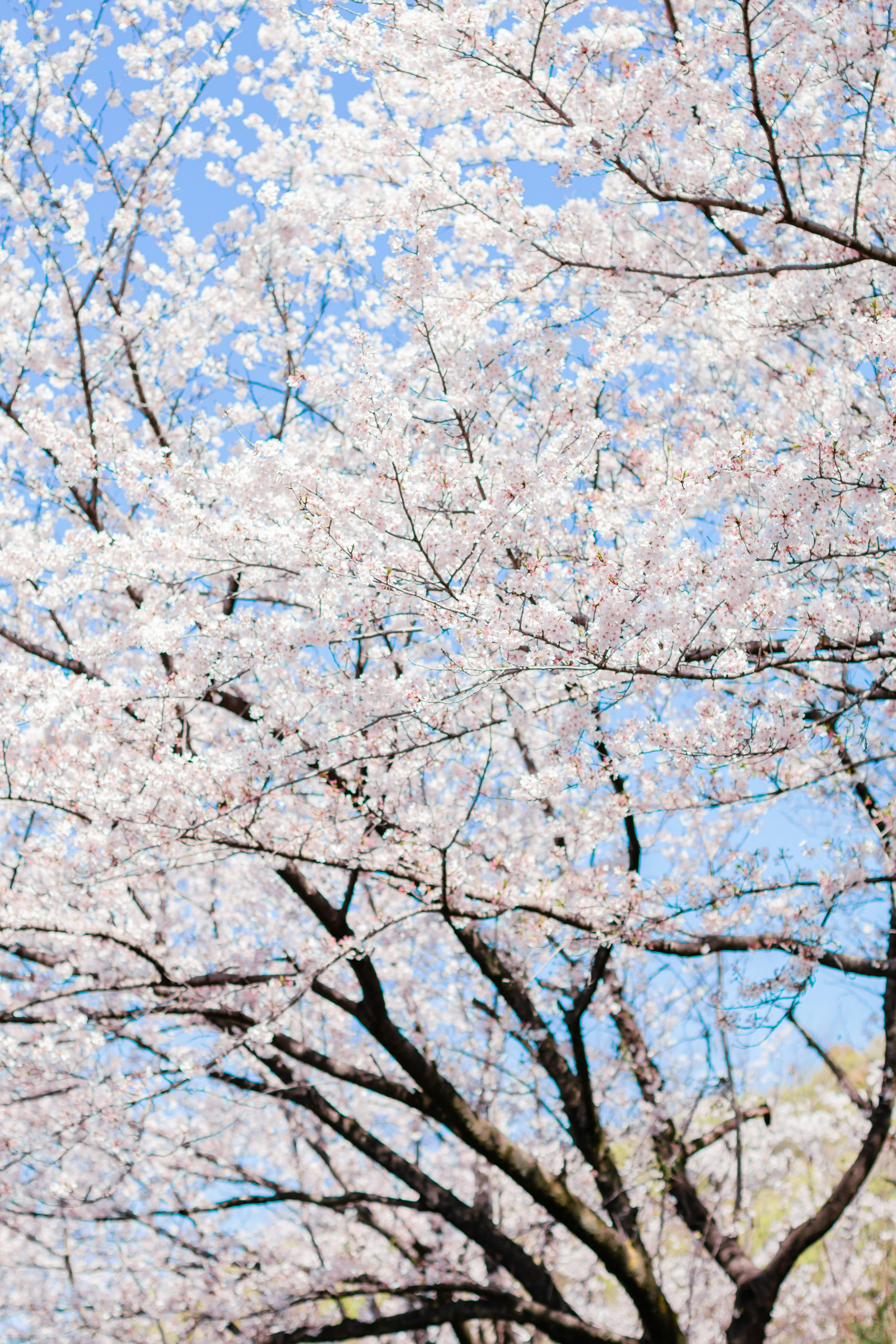 青空の下に咲く桜の花が満開の木