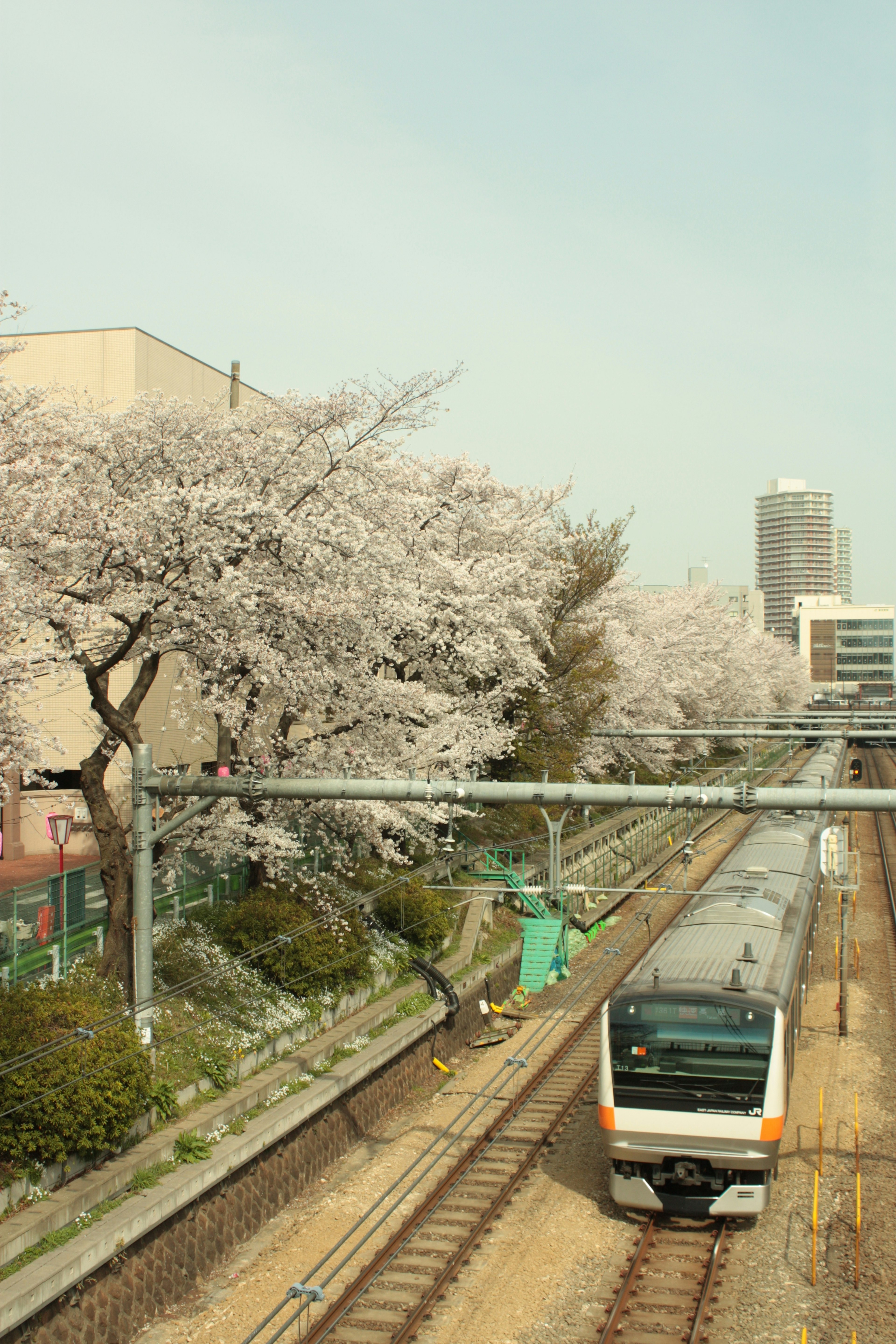 桜の木が並ぶ鉄道の風景に近づく列車