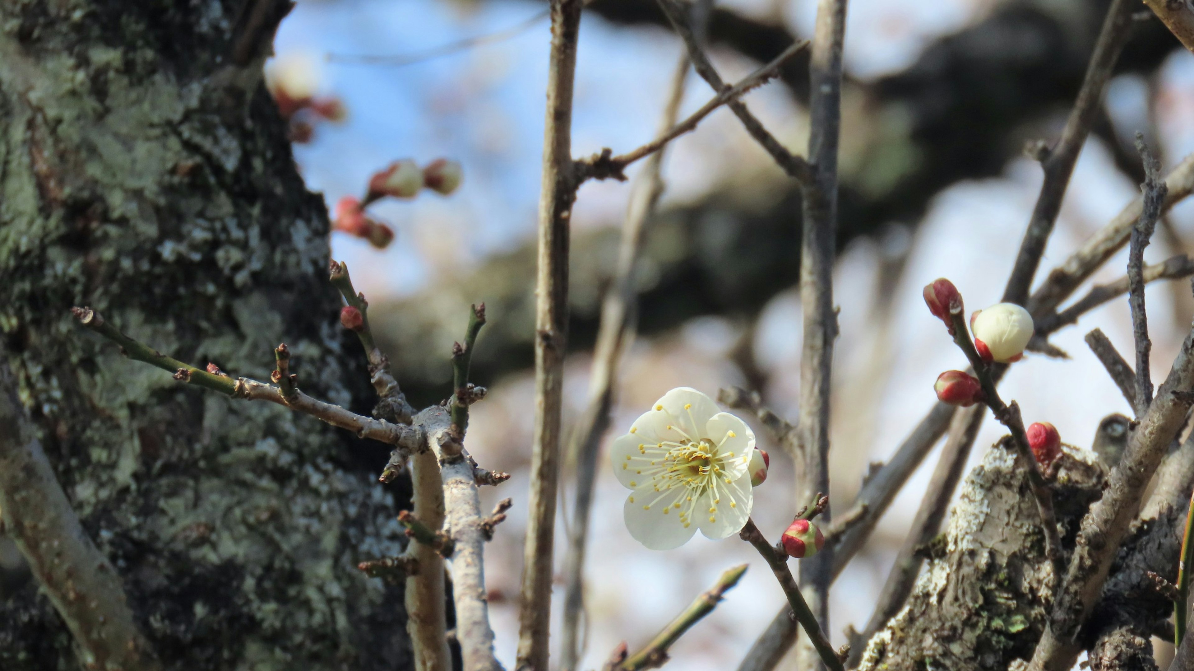 Plum blossoms and buds on branches in a spring setting