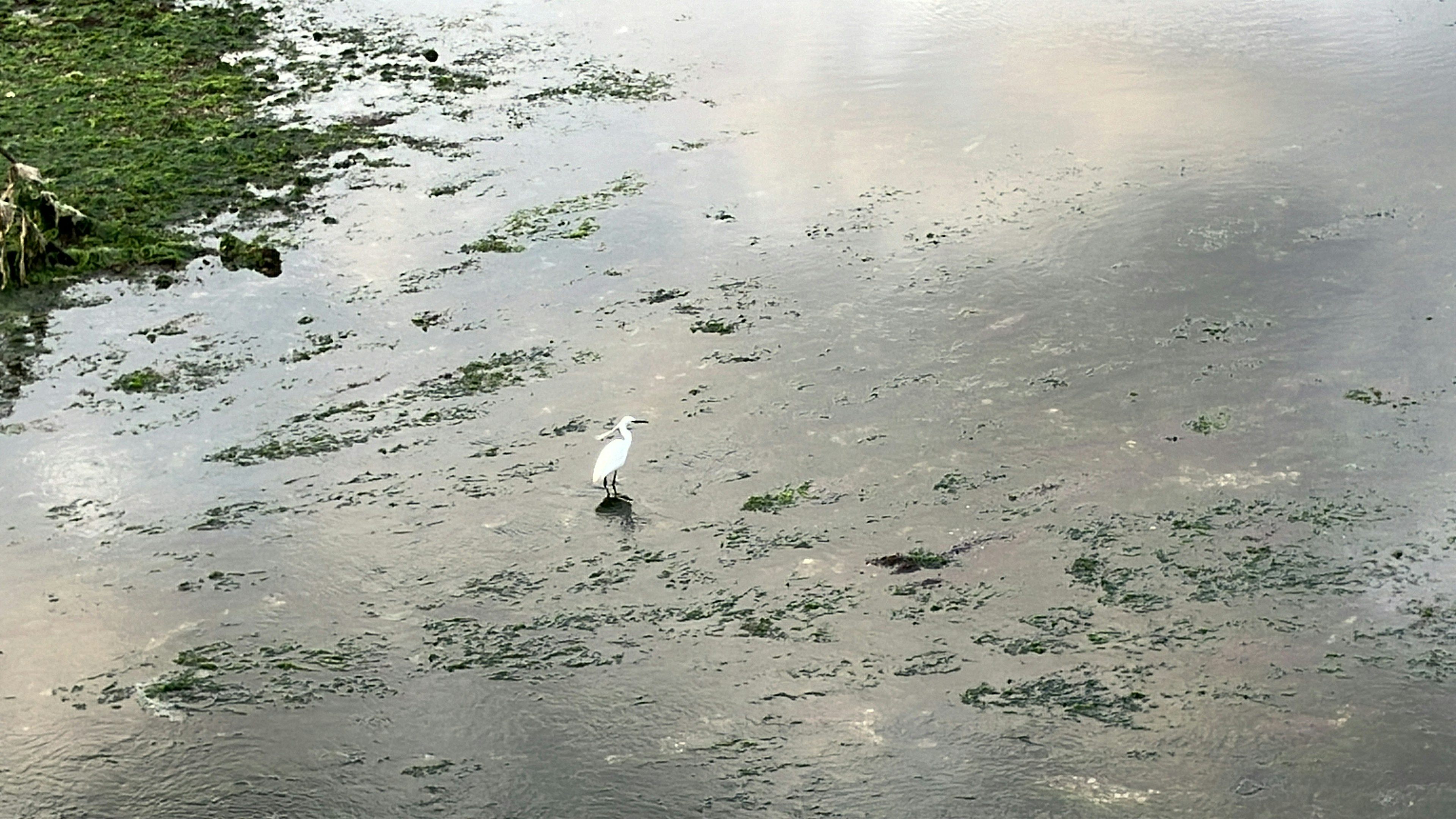 一只白鸟站在湿地区域