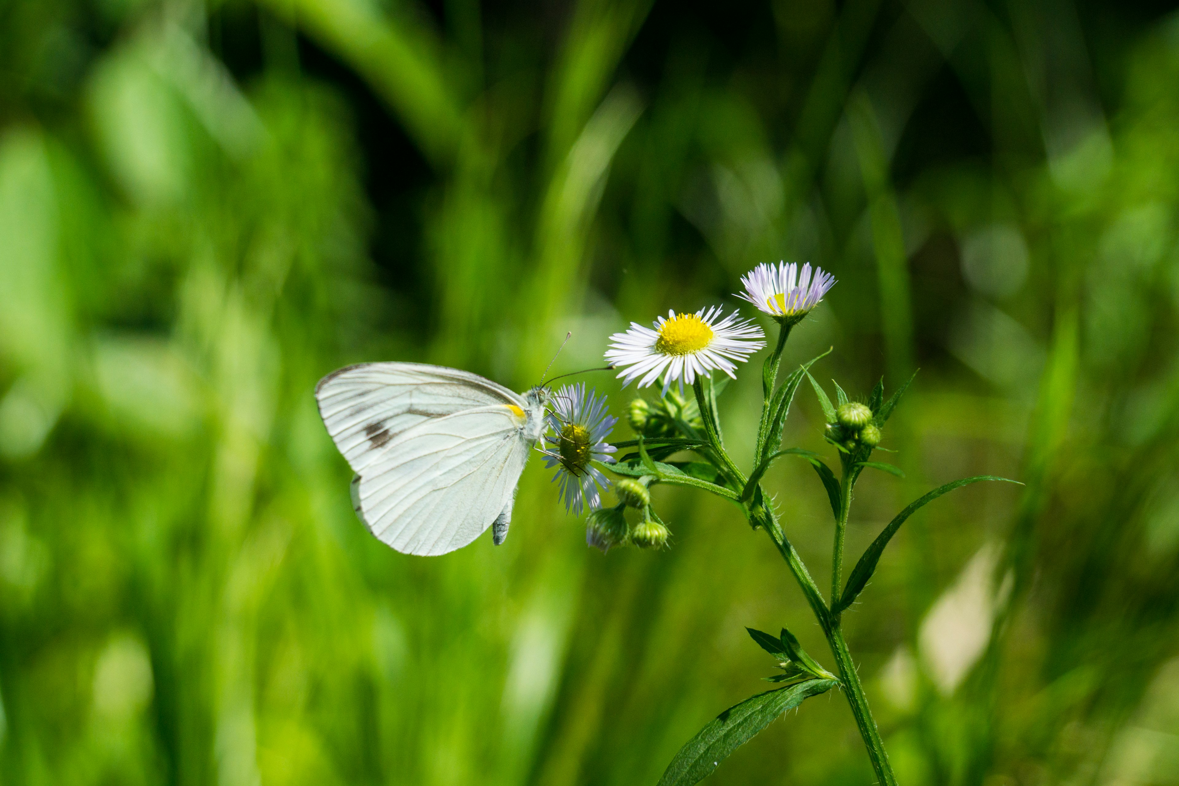 Ein weißer Schmetterling sitzt auf kleinen Blumen in einer grünen Wiese