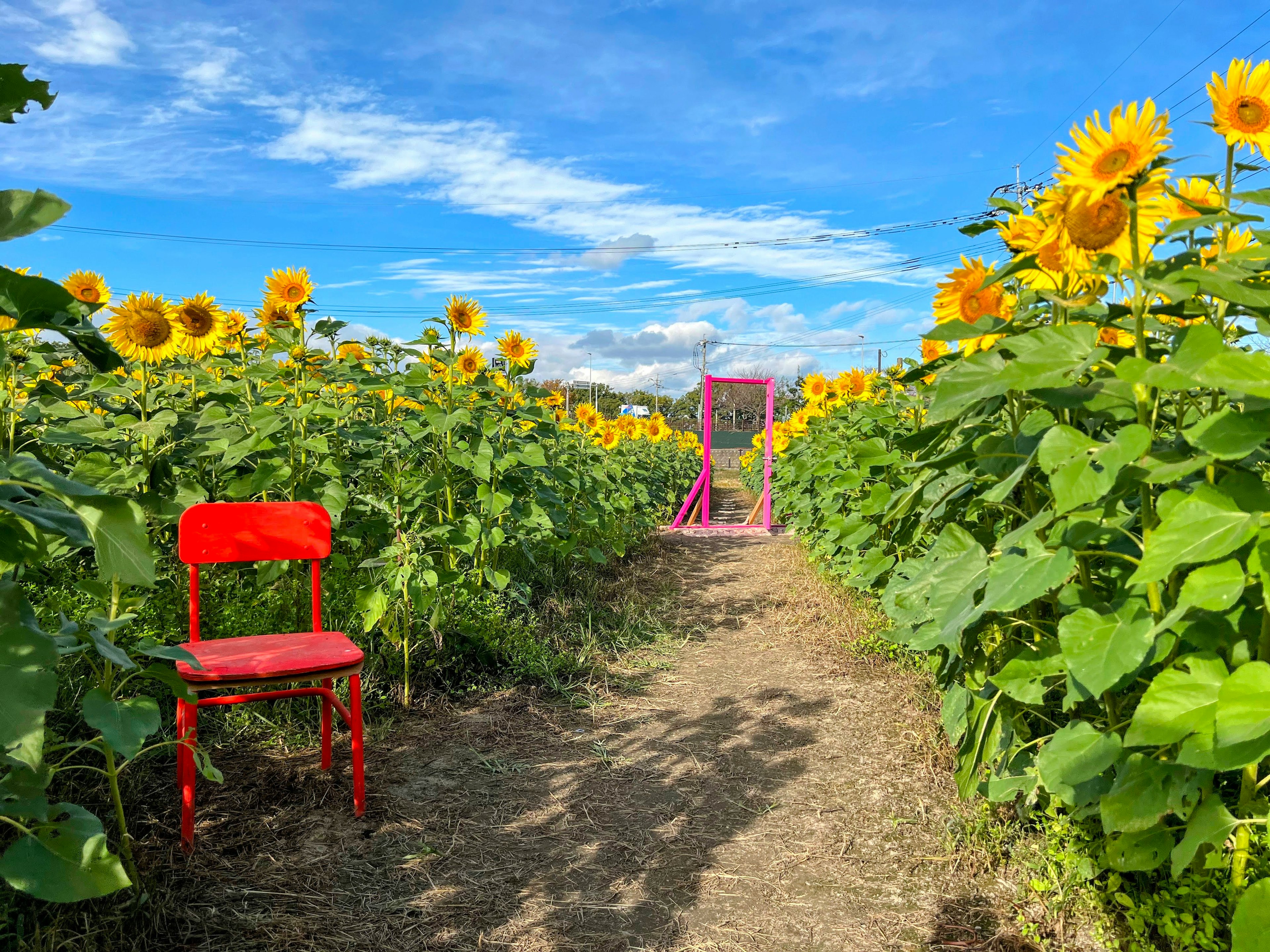 Ein Weg in einem Sonnenblumenfeld mit einem roten Stuhl und einem rosa Bogen