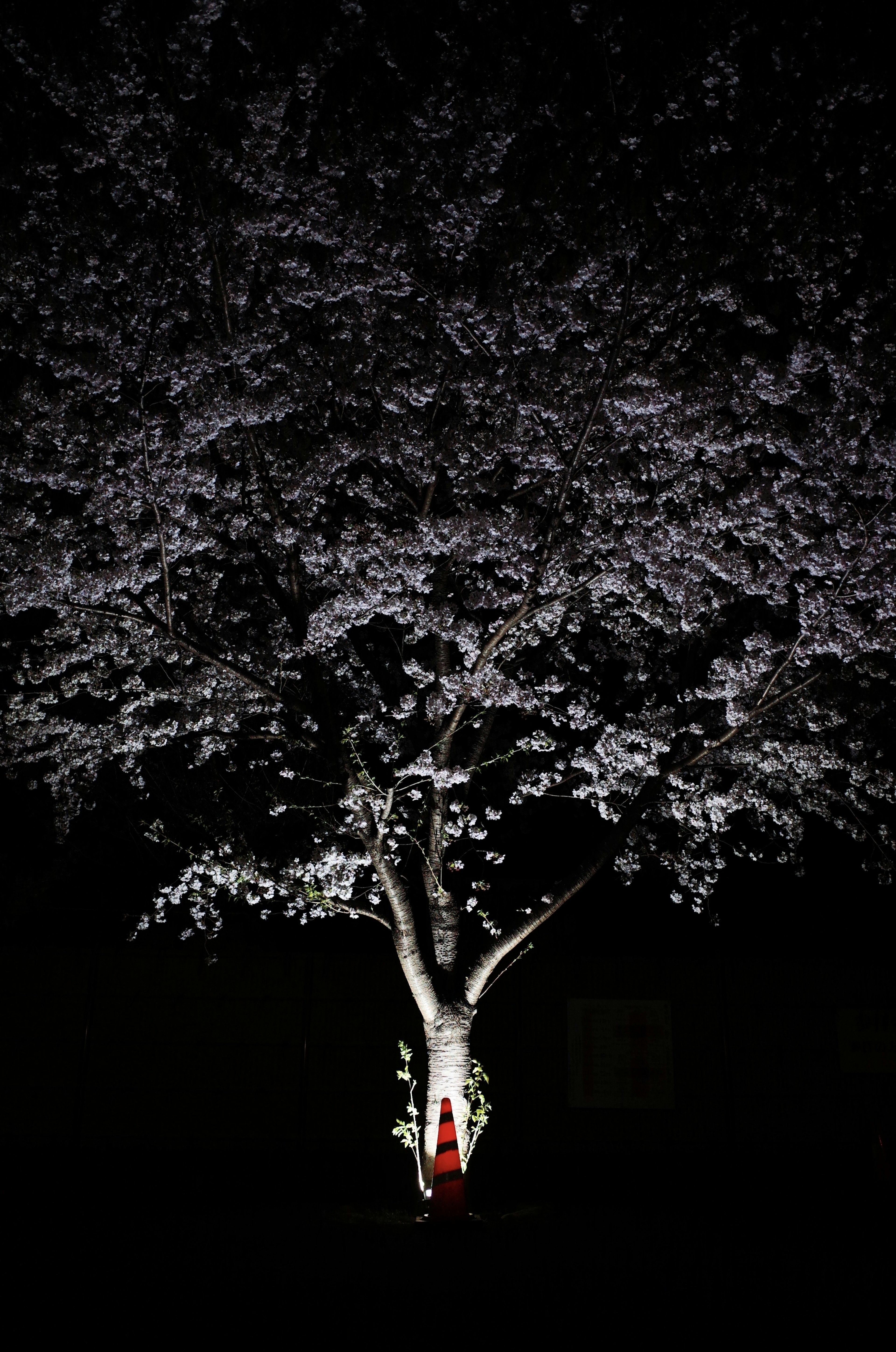 Albero di ciliegio illuminato di notte con una figura in abiti rossi