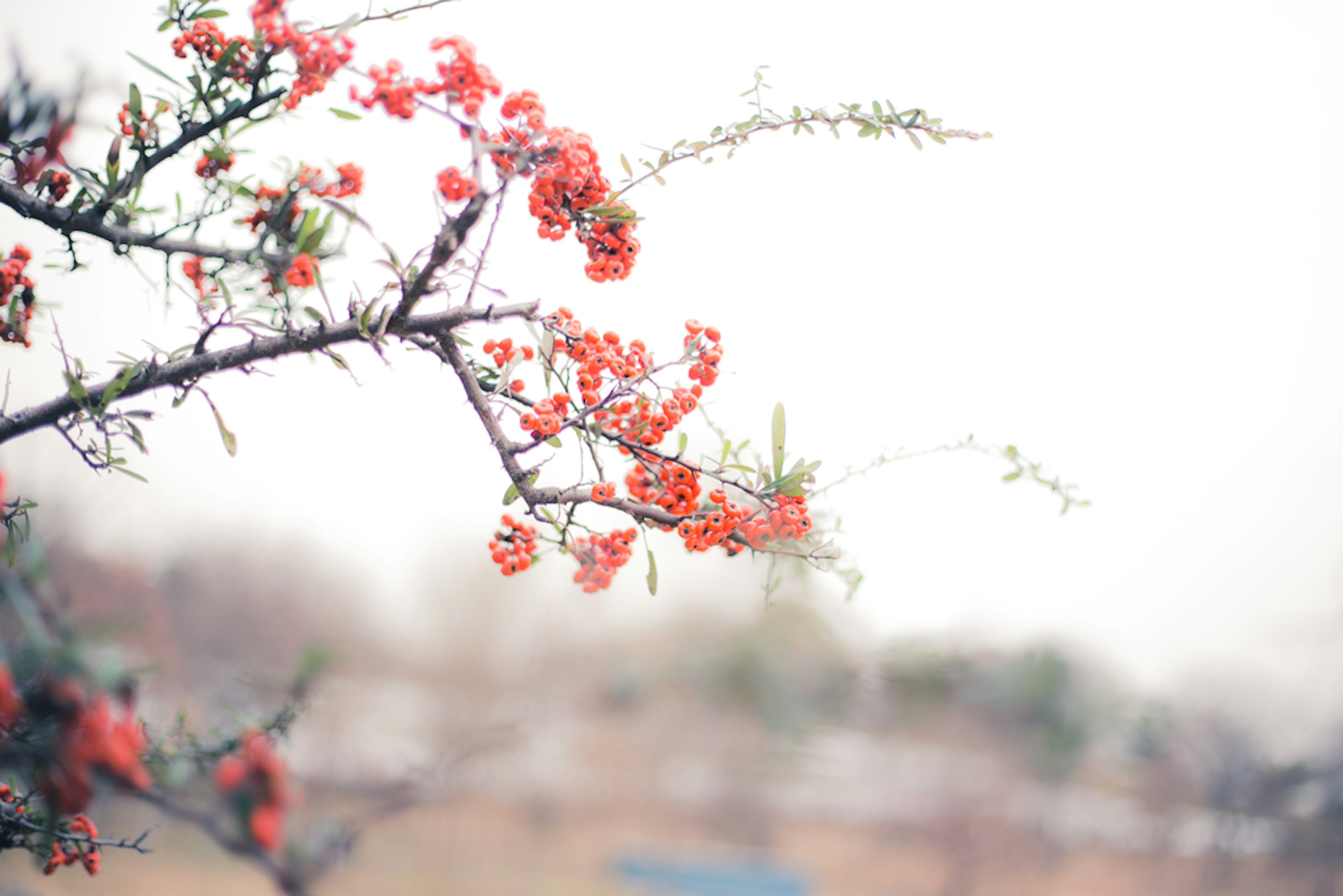 Close-up cabang dengan bunga merah latar belakang lembut