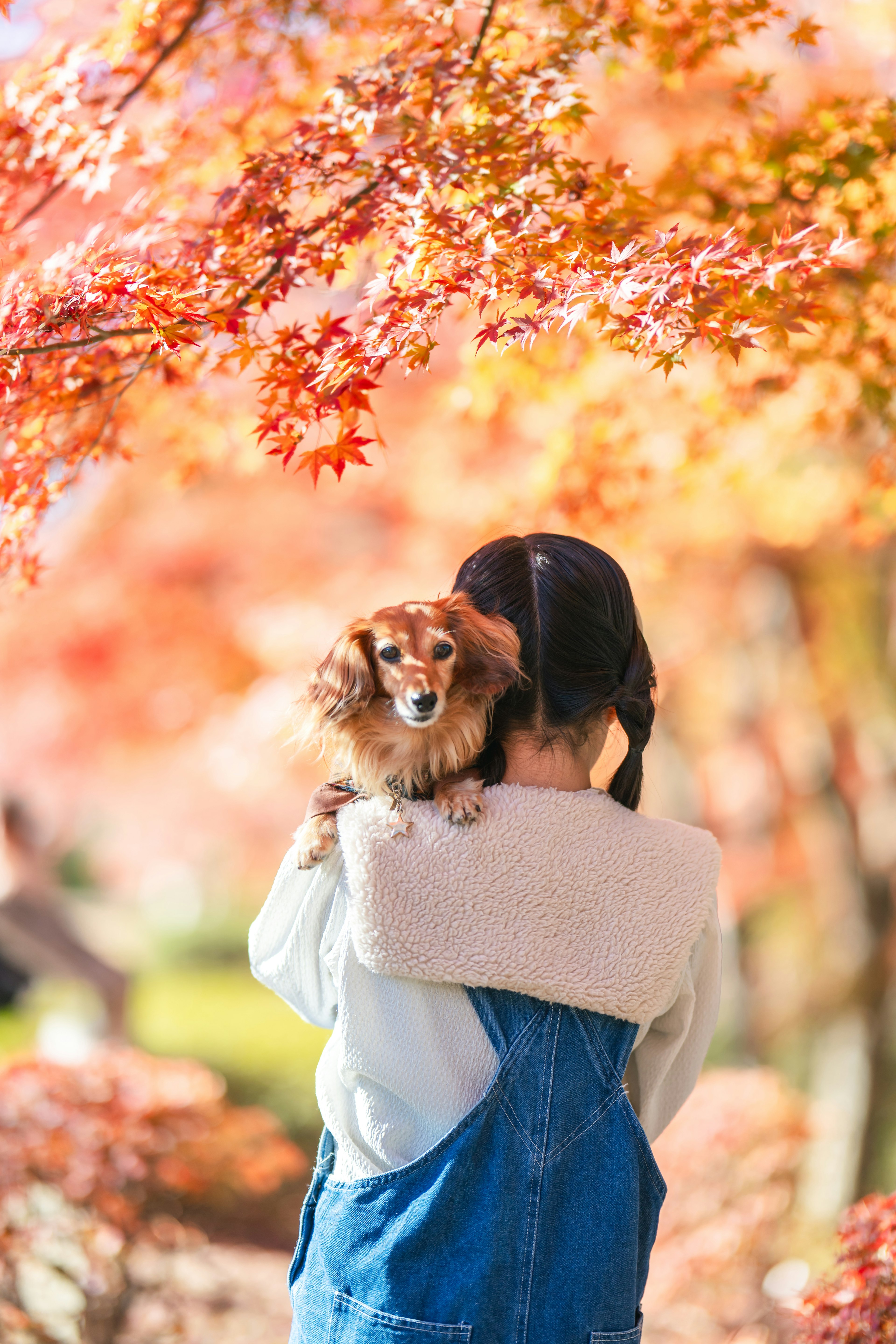 秋の紅葉の中で犬を抱える女の子