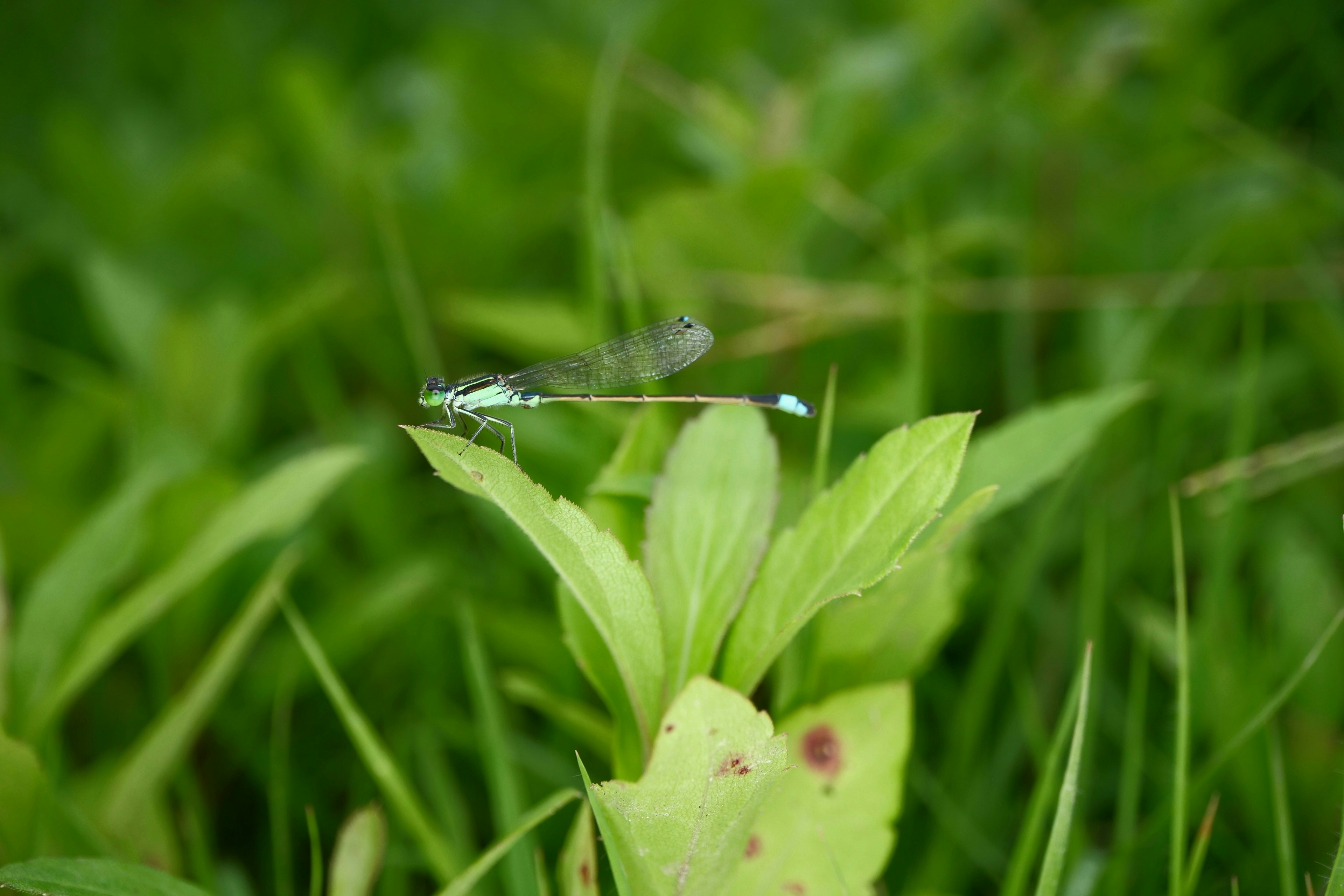 Primer plano de un pequeño insecto descansando sobre hierba verde