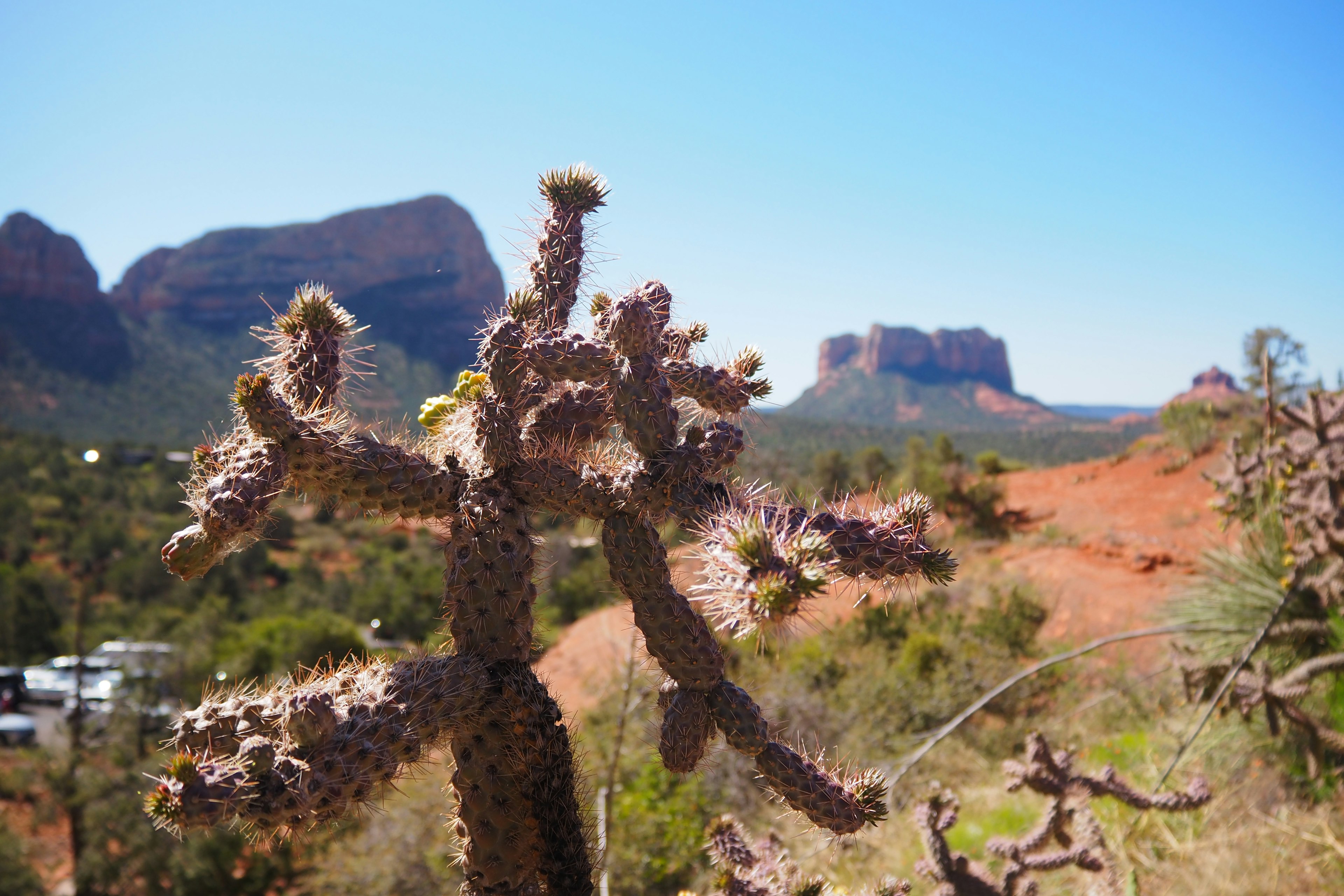 Nahaufnahme eines Kaktus mit roten Felsformationen im Hintergrund in Sedona