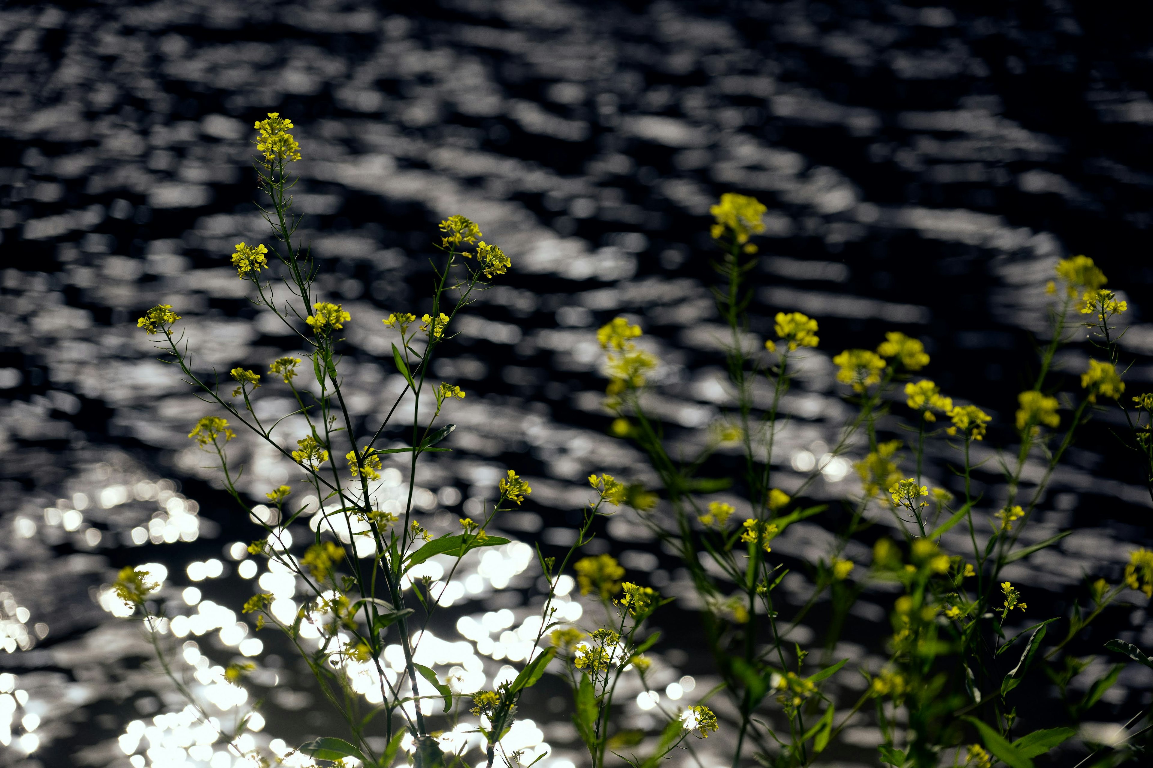 Vista escénica de flores amarillas contra una superficie de agua brillante