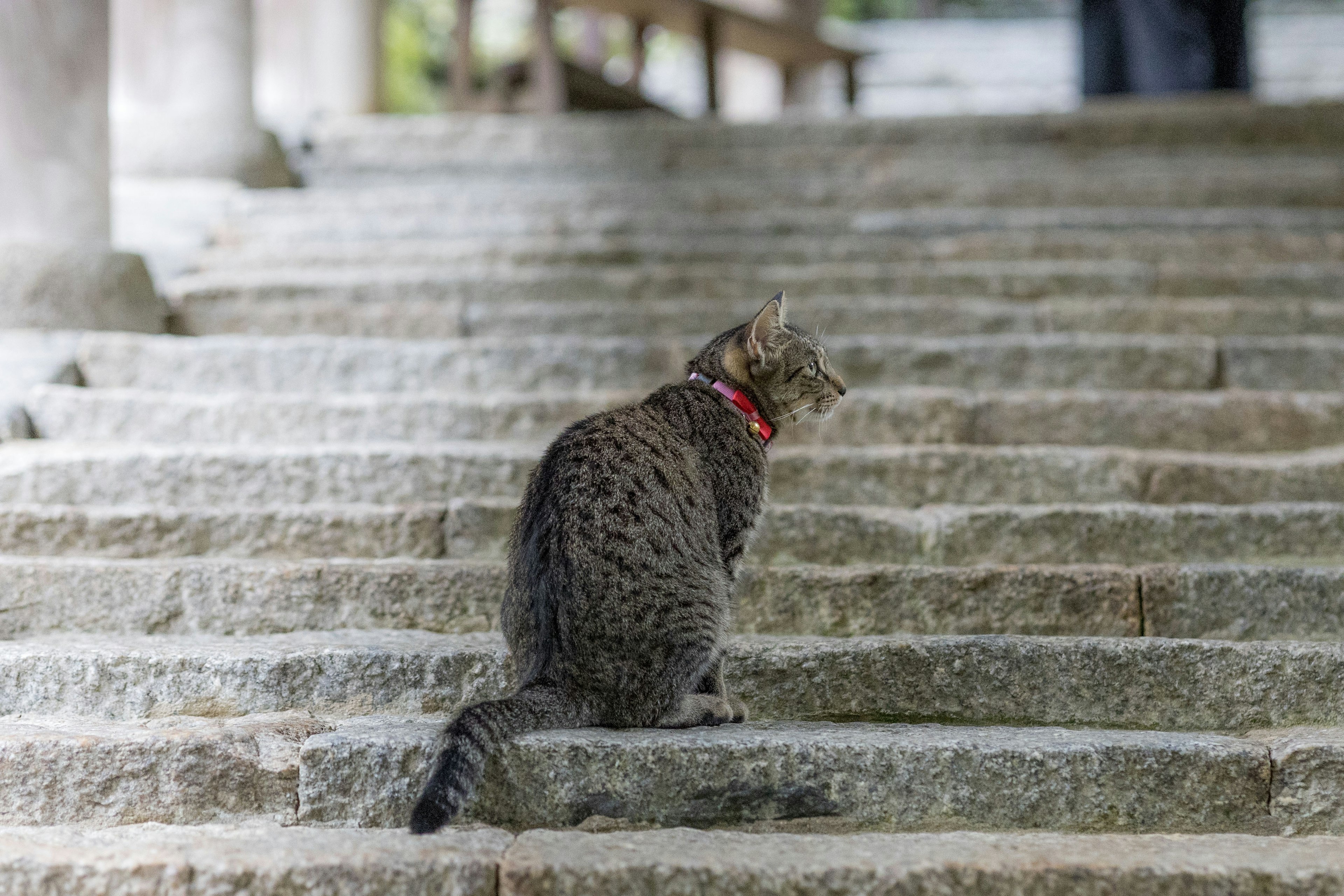 Kucing abu-abu duduk di tangga mengenakan kalung merah