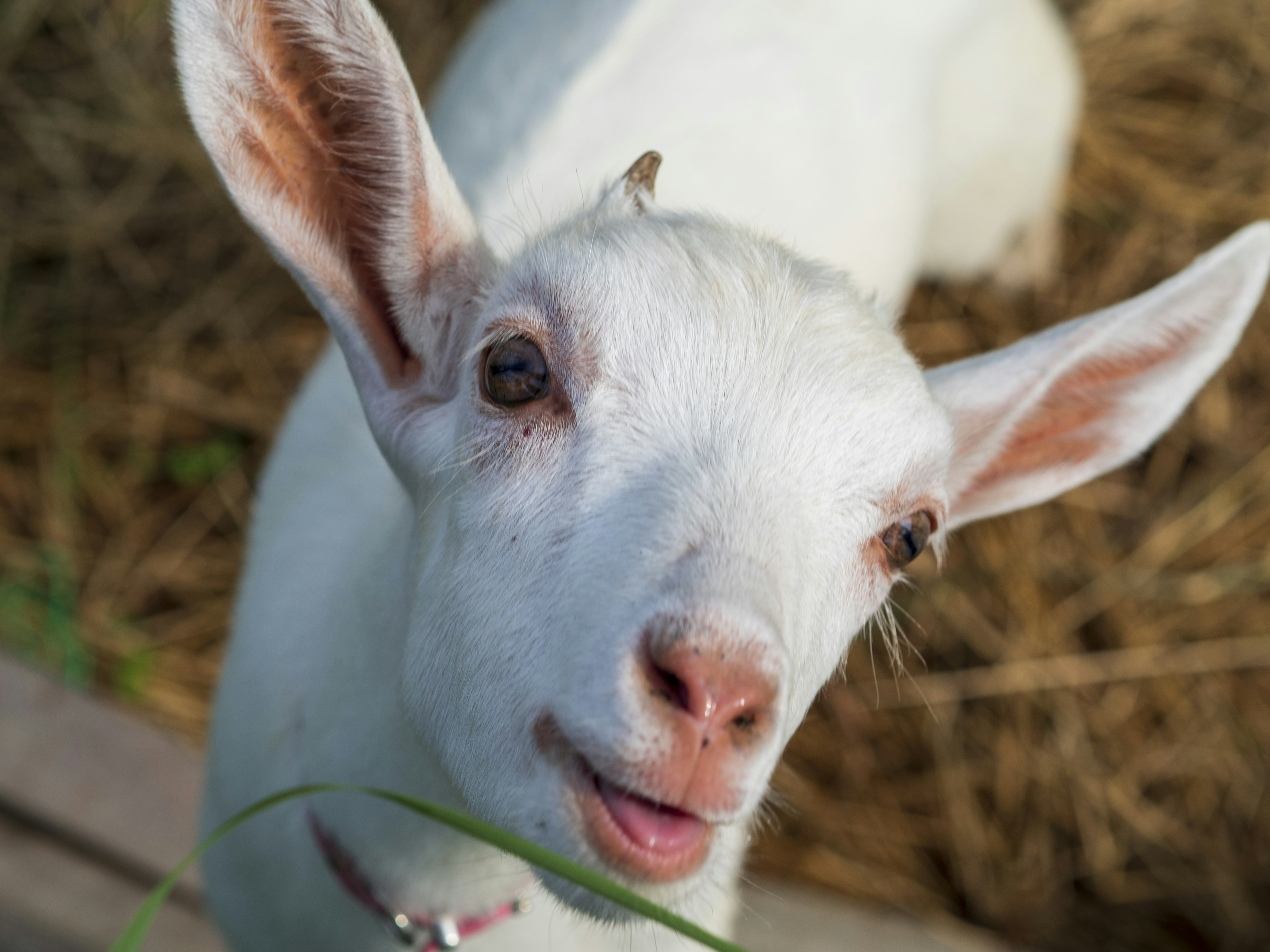 A white goat looking curiously with a piece of grass in its mouth