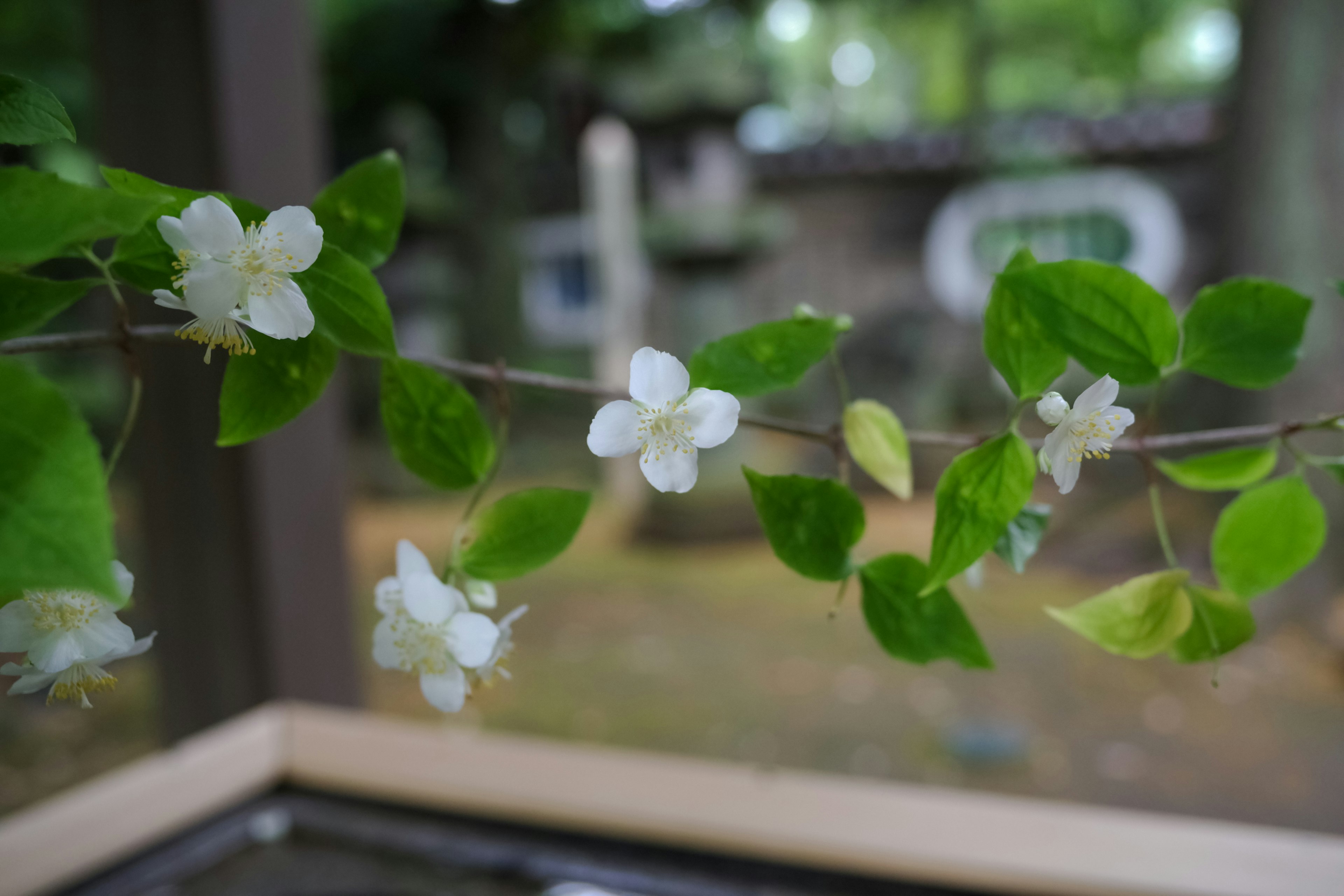 緑の葉と白い花がある枝のクローズアップ背景に石の彫刻が見える