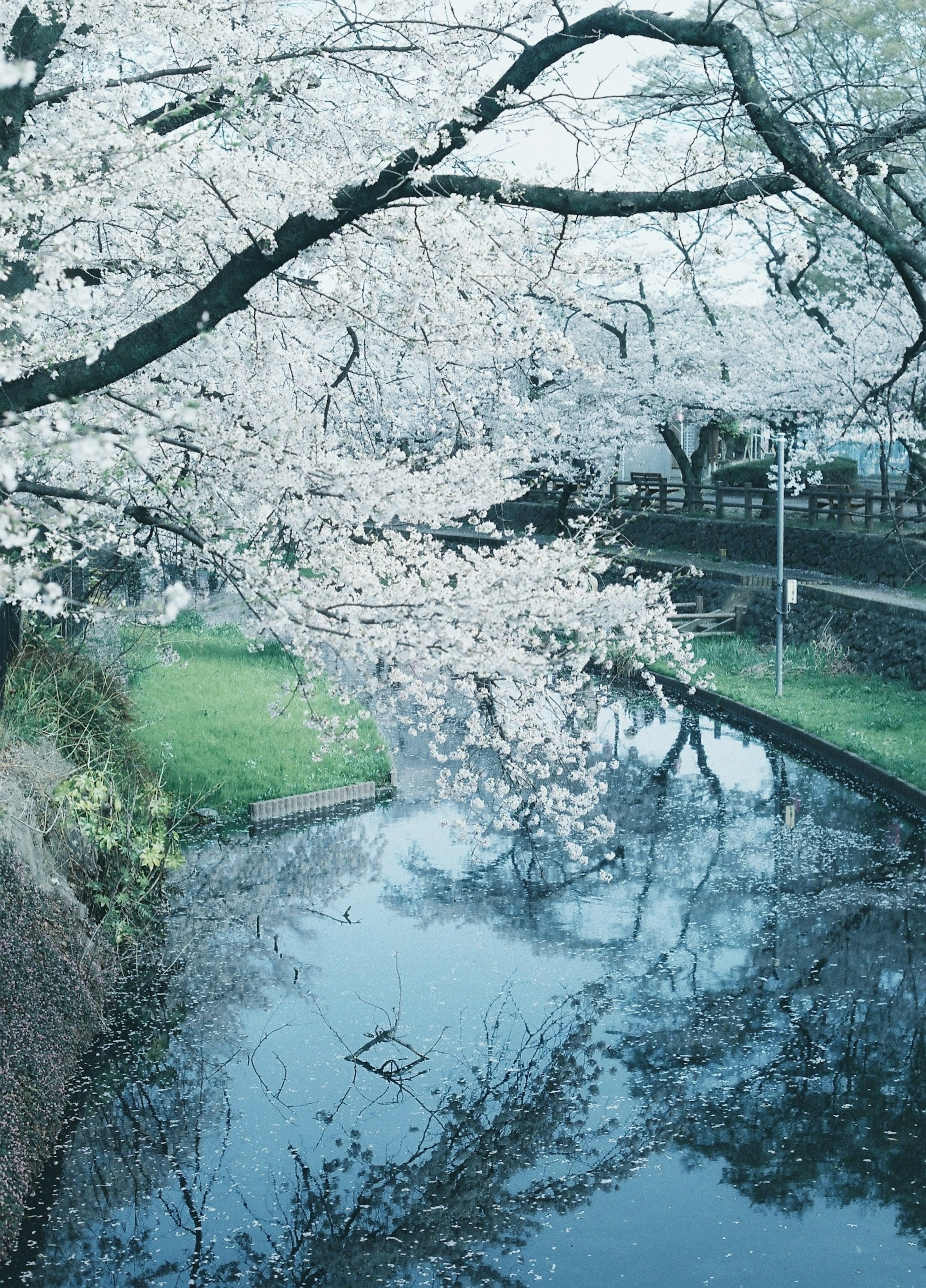 Beautiful landscape with cherry blossom trees reflecting on water surface