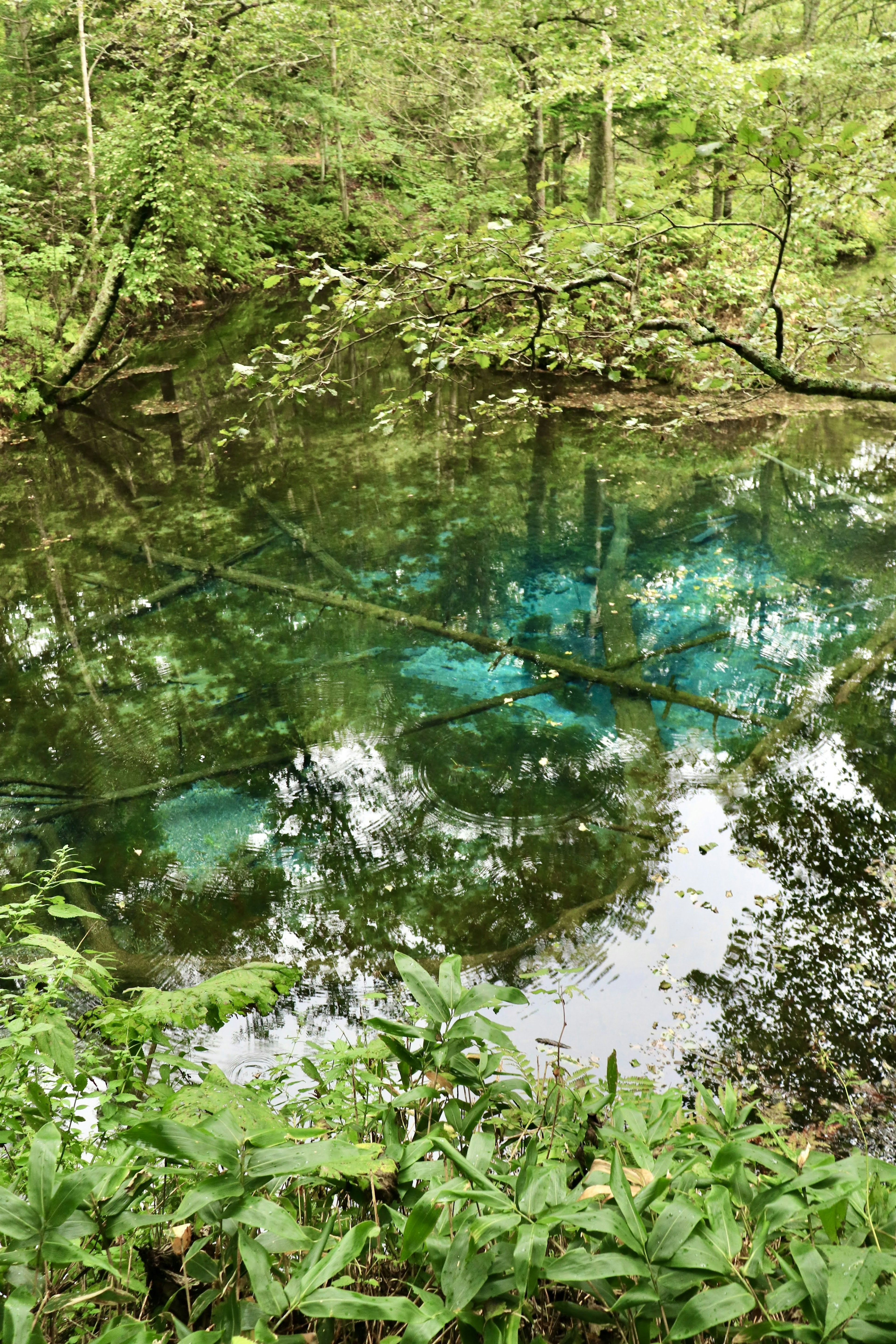 Eau claire reflétant des teintes bleues entourée de verdure luxuriante