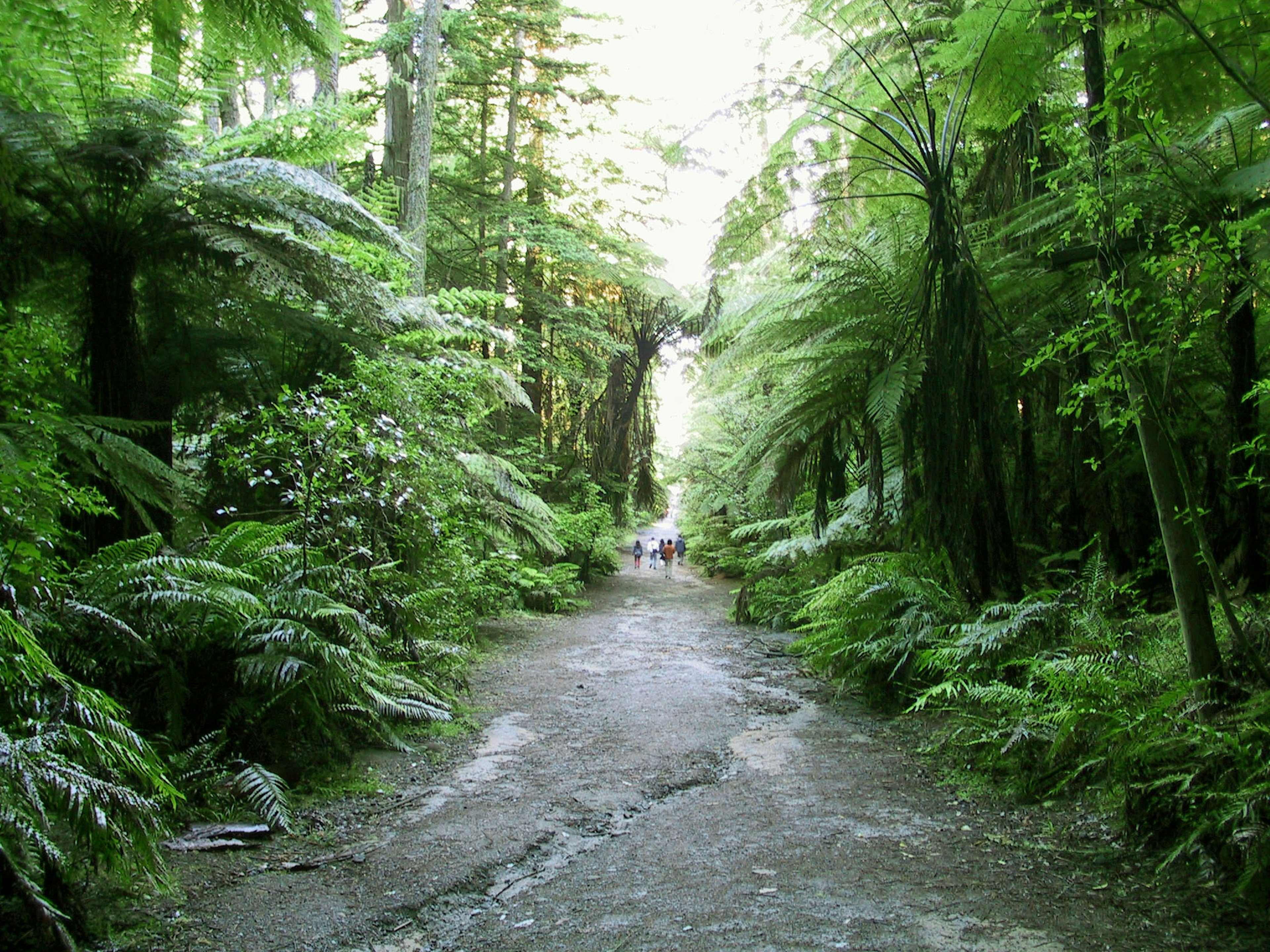 Sentier forestier verdoyant avec des personnes au loin