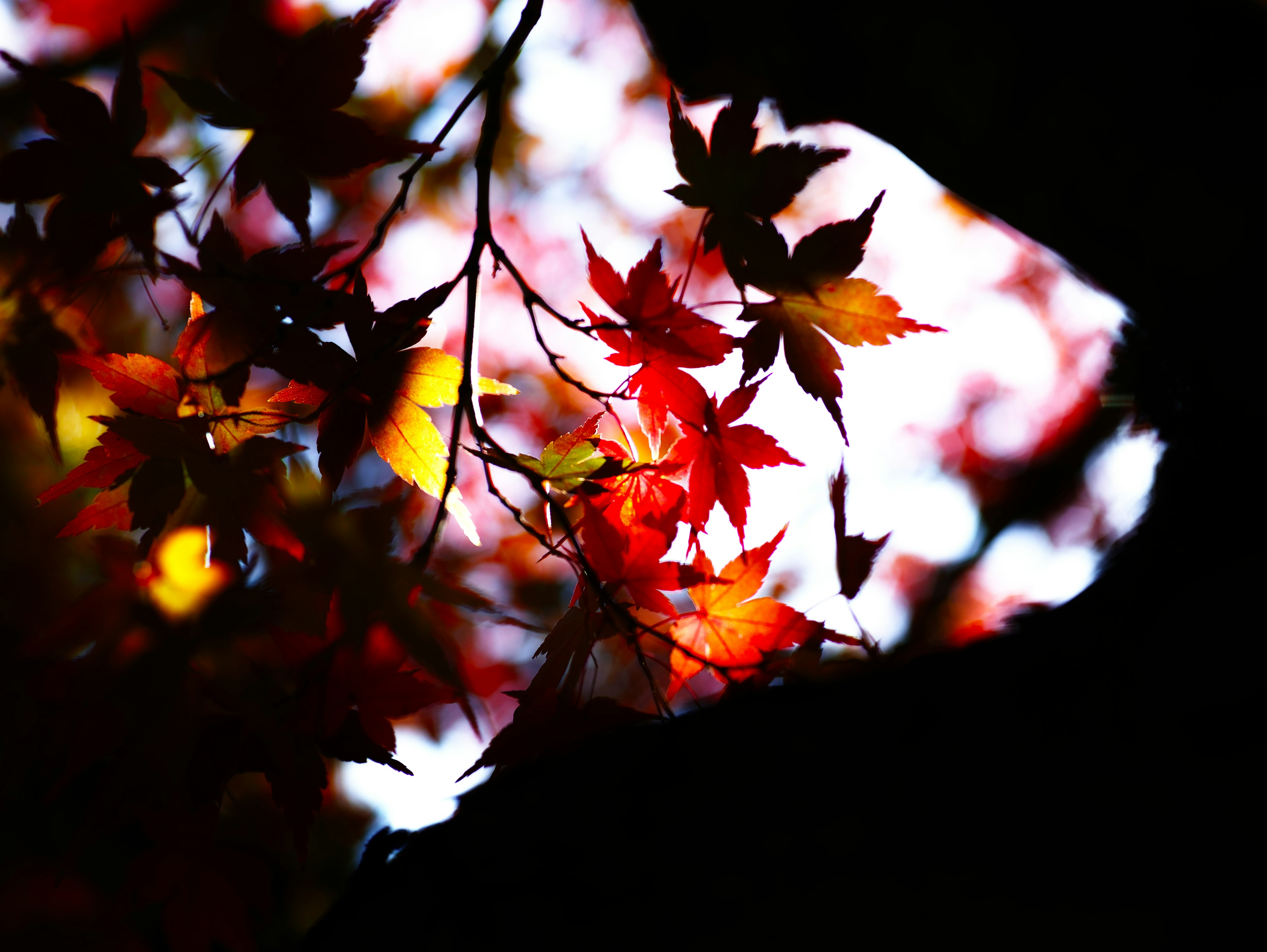 色とりどりの紅葉が背景に映るシルエット