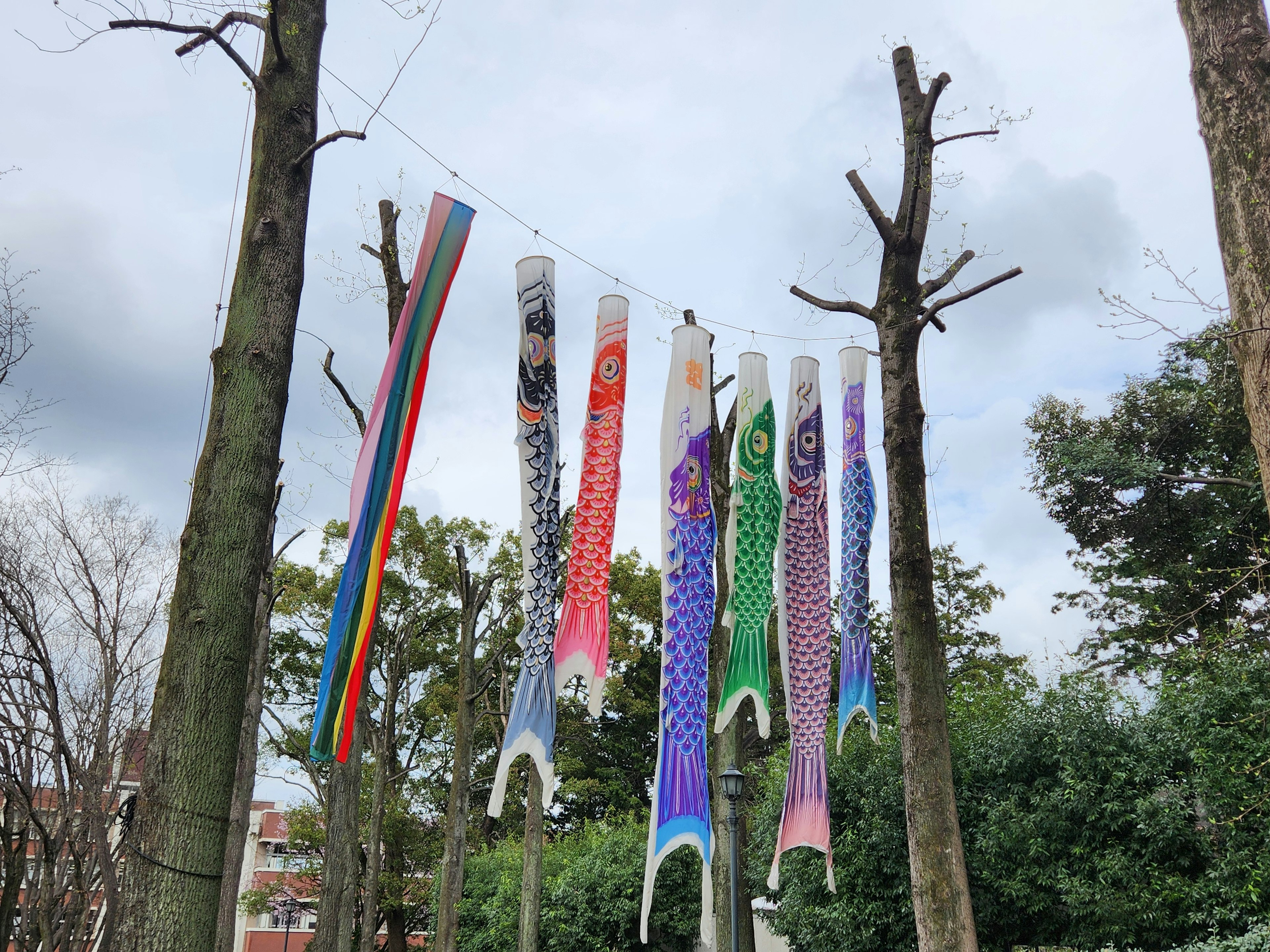 Colorful koi nobori flags hanging between trees