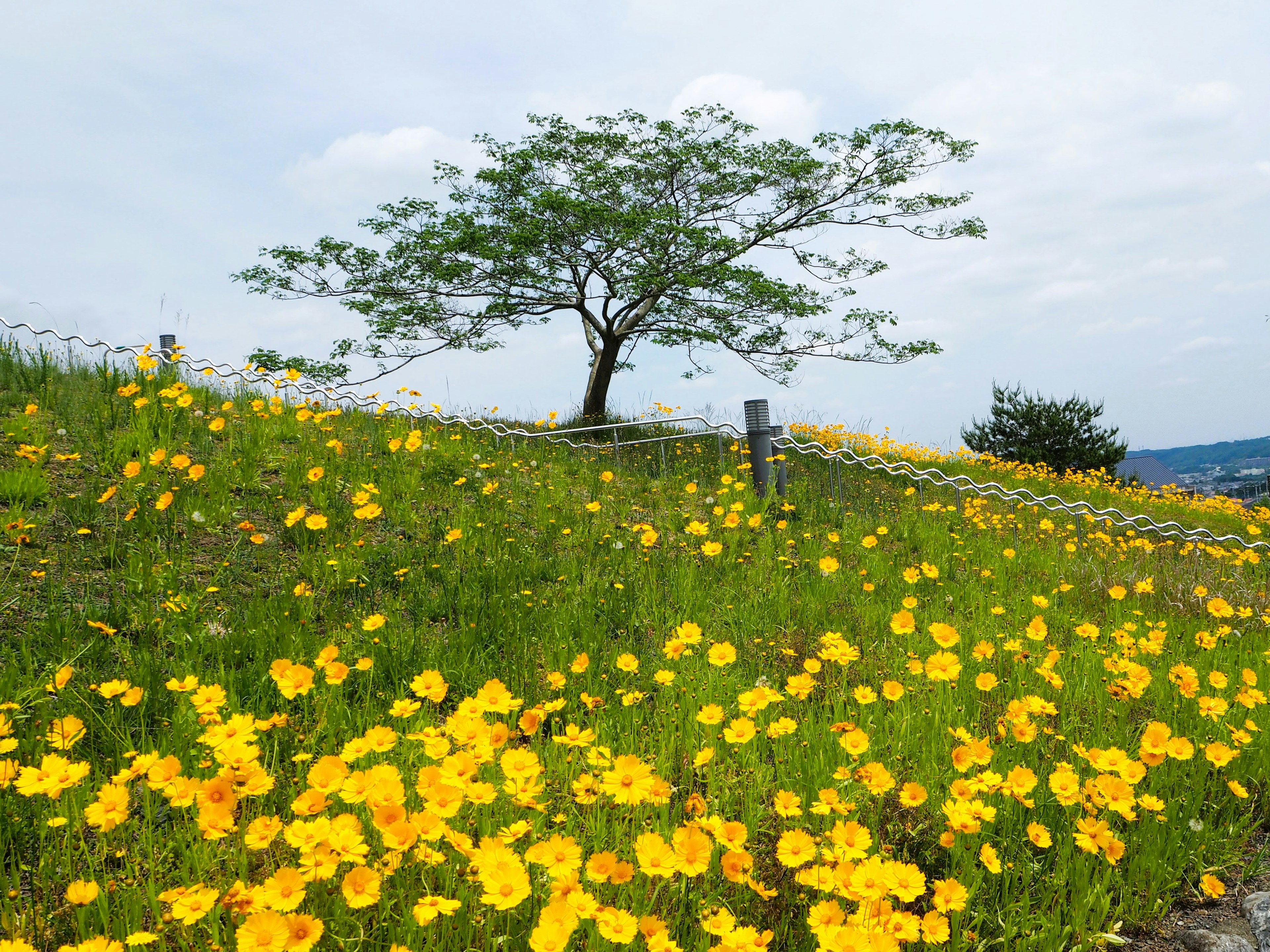 黄色い花と緑の草地の風景に立つ木