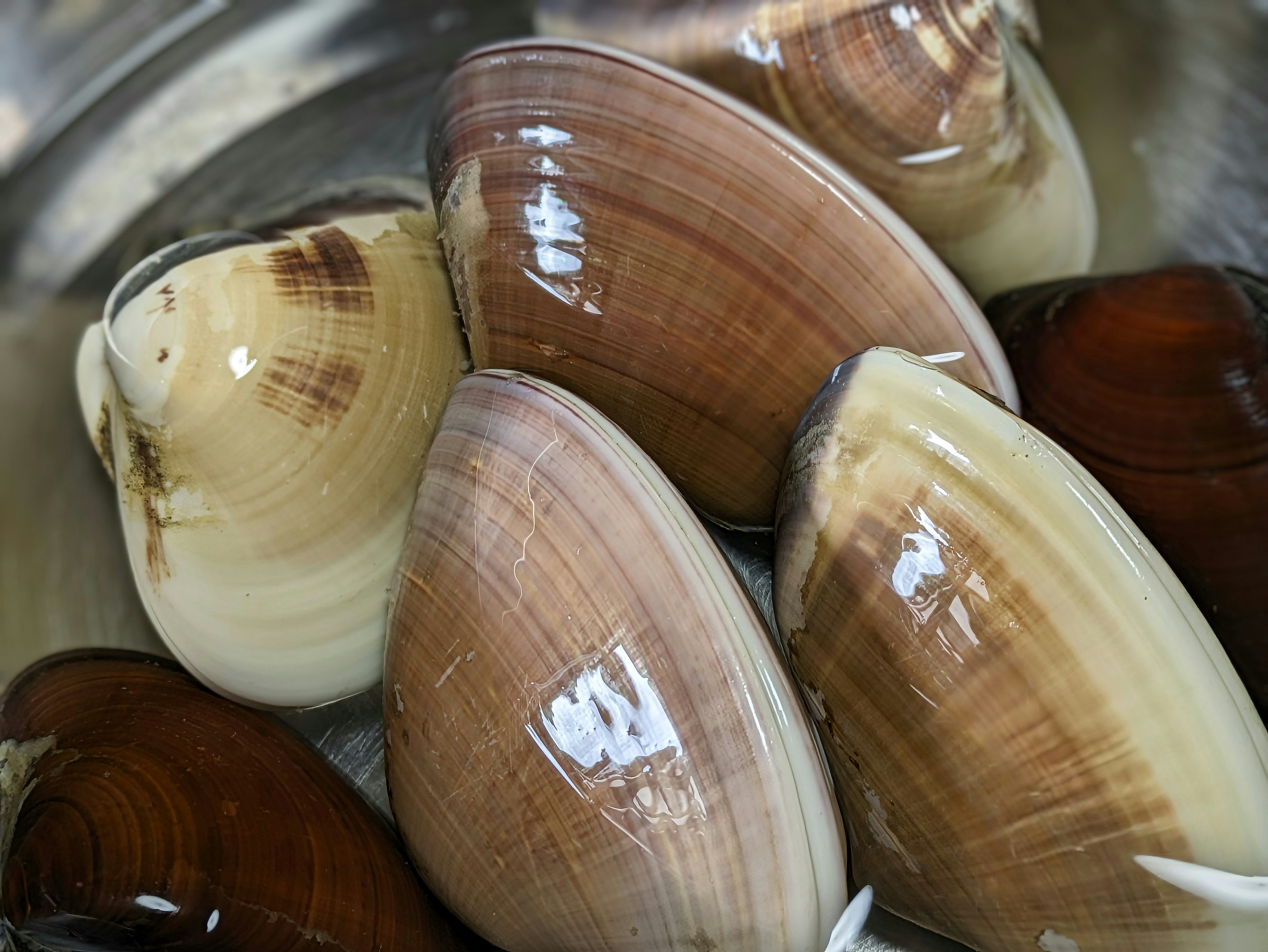 Un gruppo di vongole immerse in acqua con conchiglie di vari colori