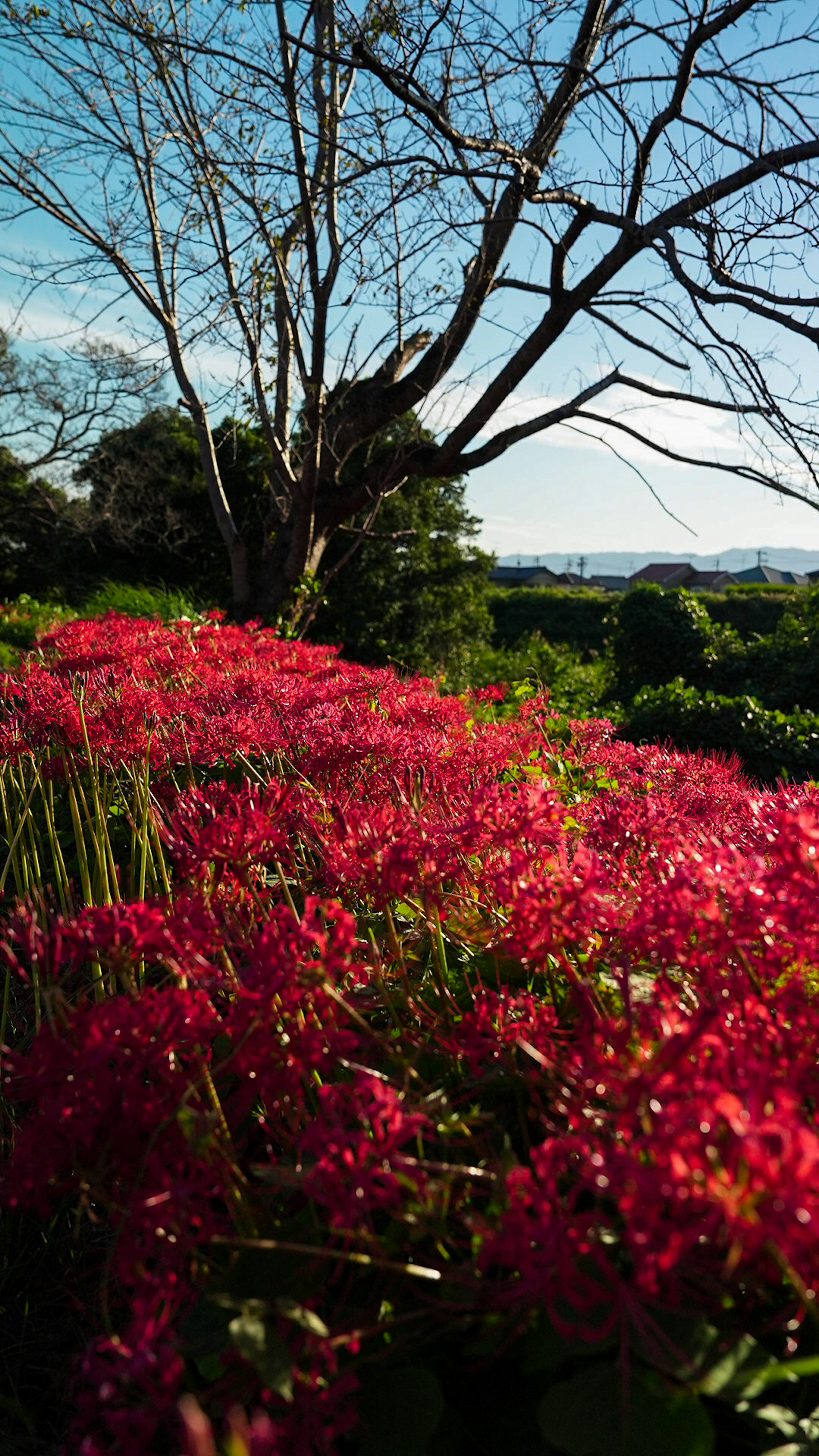 鮮やかなピンクの花々と青空の背景が広がる風景