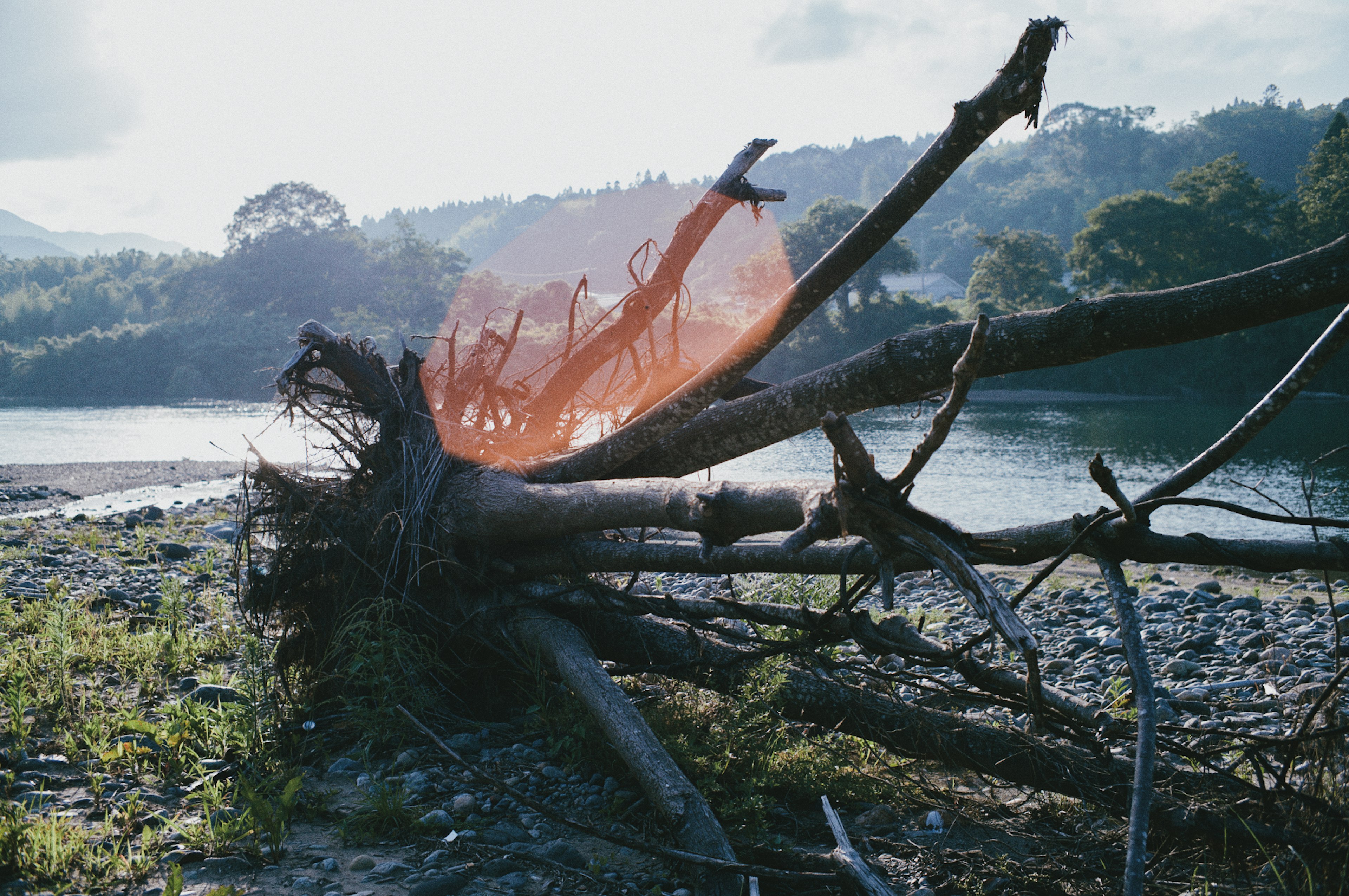 Paisaje con un tronco de árbol caído y ramas cerca de un río