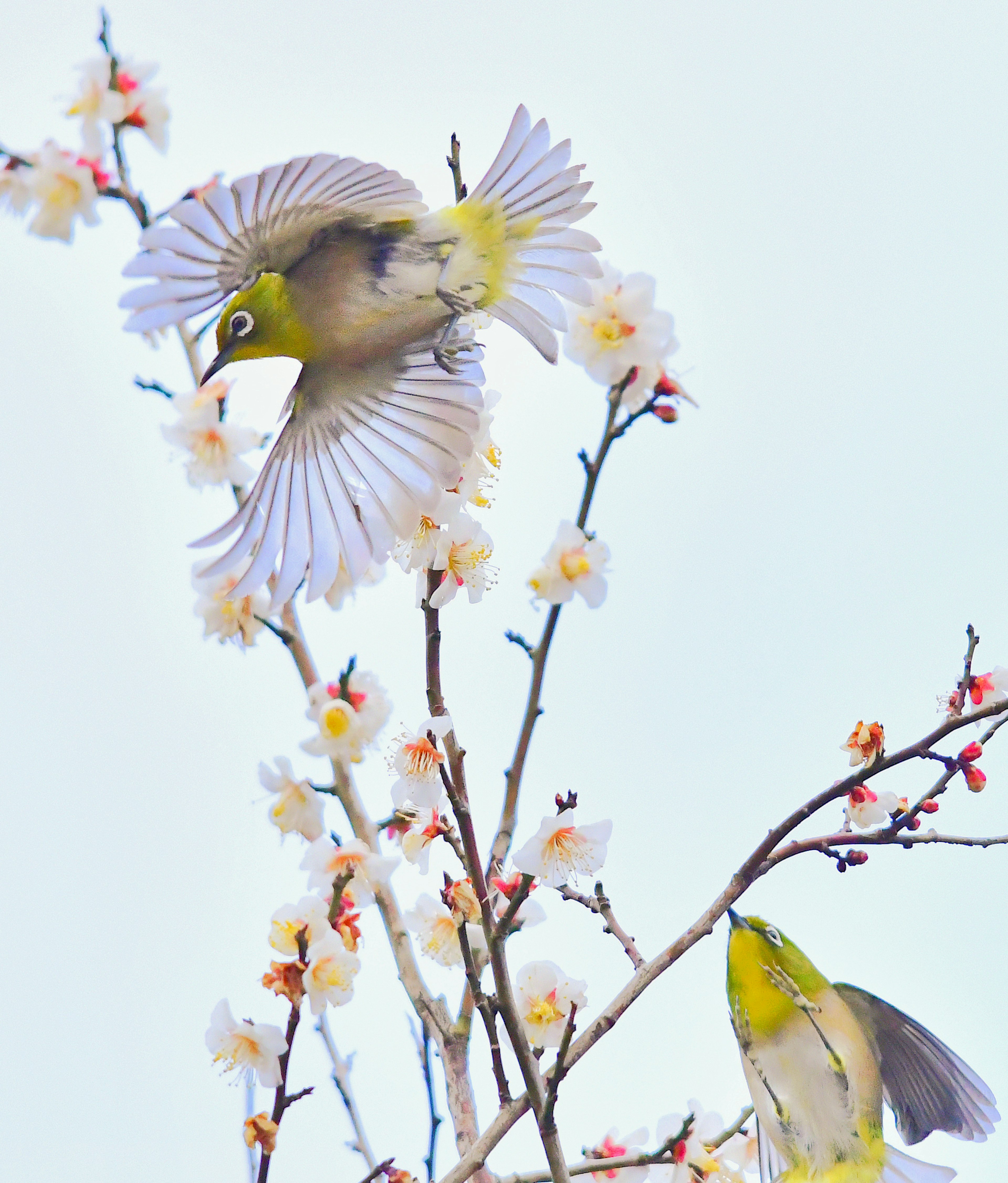 Uccelli occhi bianchi giapponesi che volano tra i fiori di ciliegio