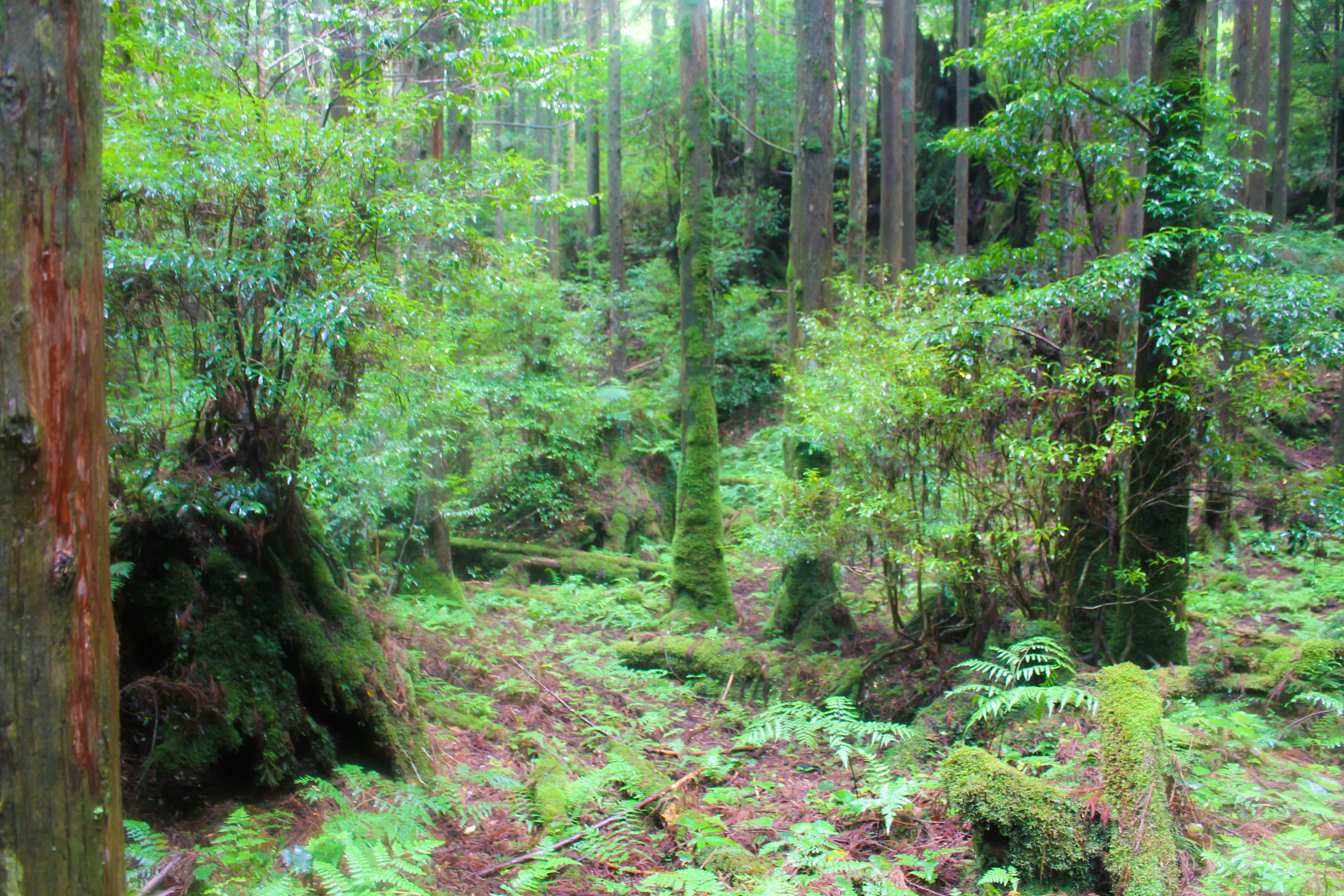 Paisaje forestal exuberante con árboles altos y helechos