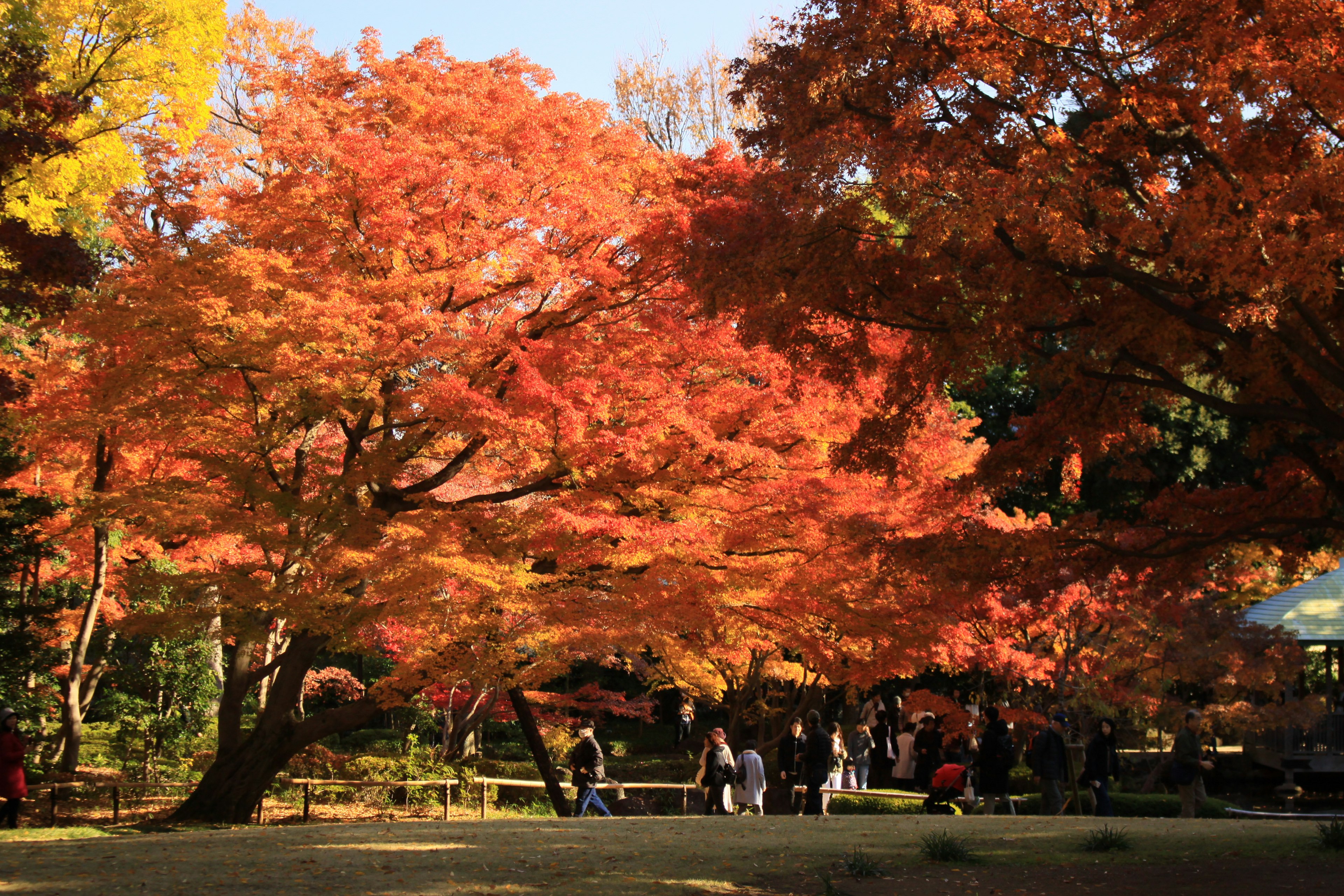 秋の紅葉が美しい公園の風景で人々が散策している