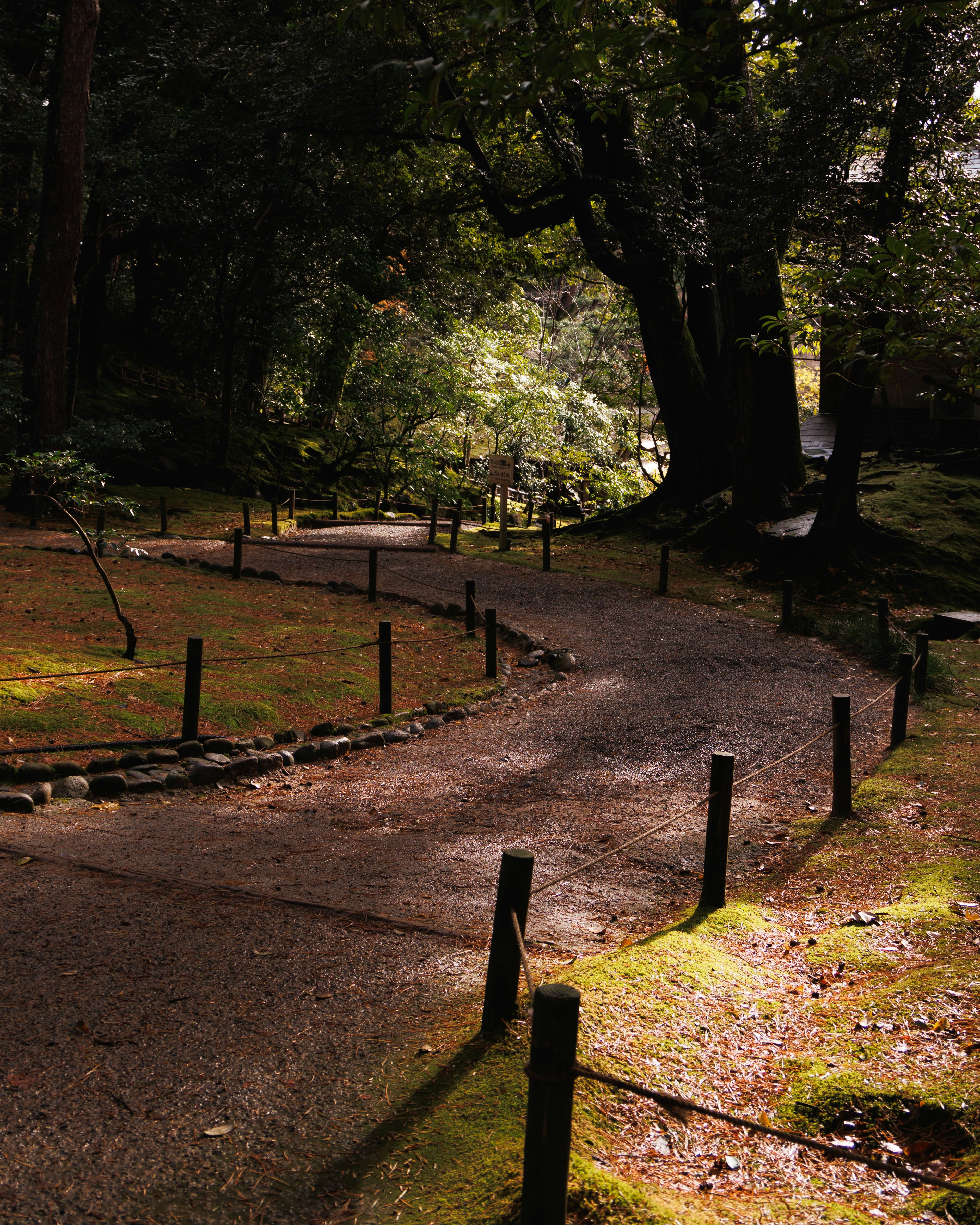 Winding path through a forest with lush greenery and soft lighting