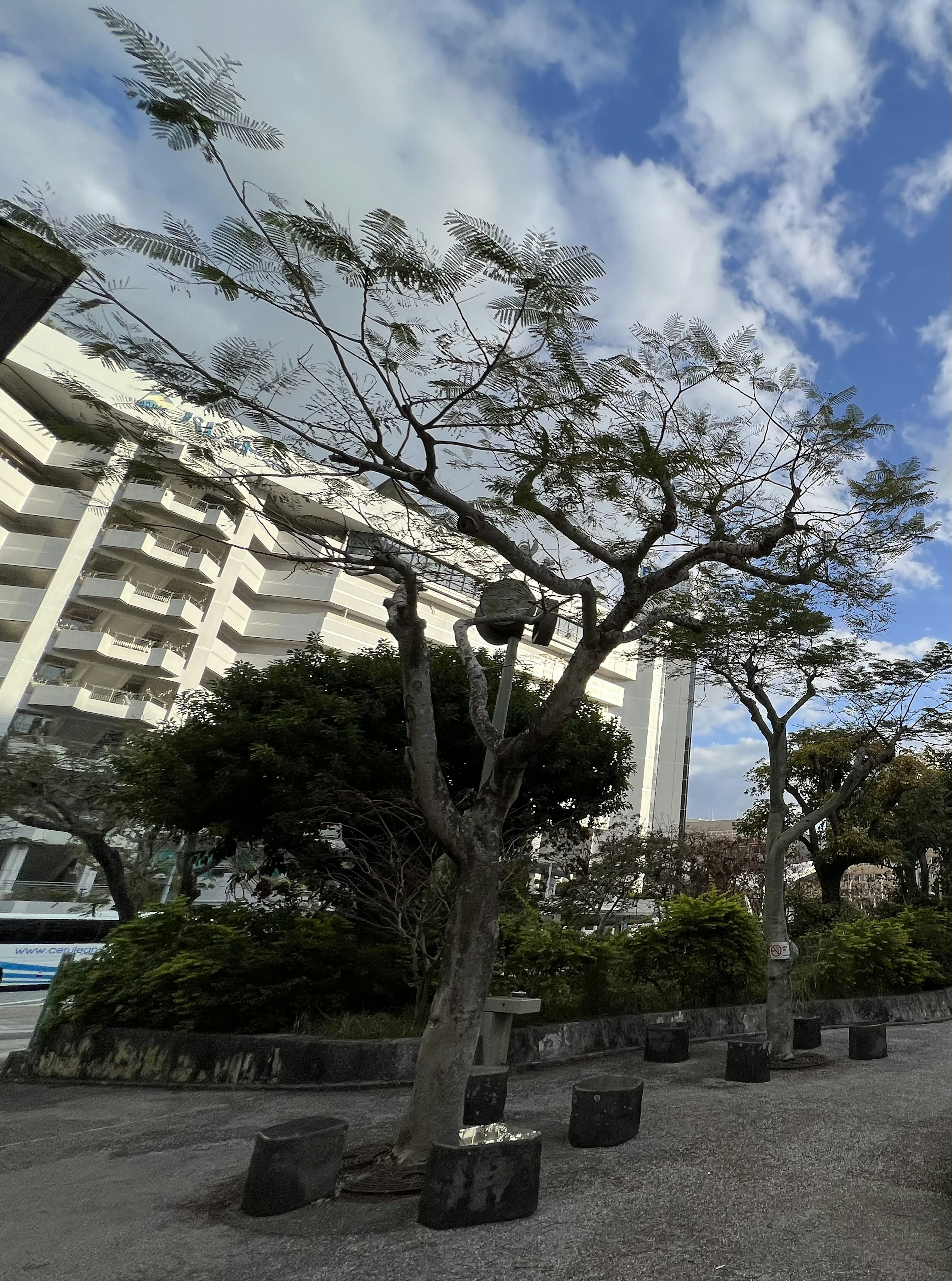 Paysage avec un arbre dans un parc et un bâtiment en arrière-plan