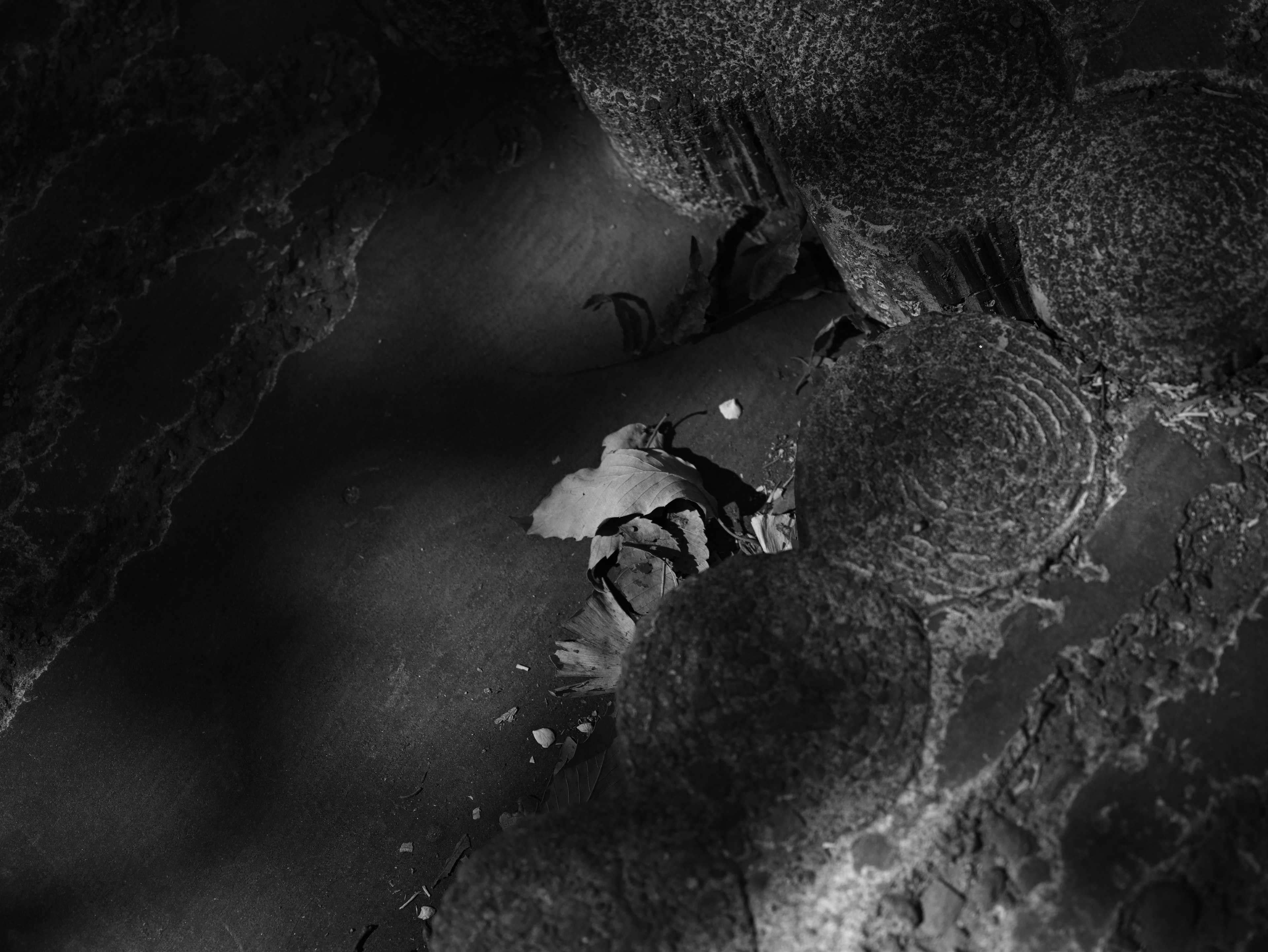 Black and white image showing scattered leaves and circular stones on the ground