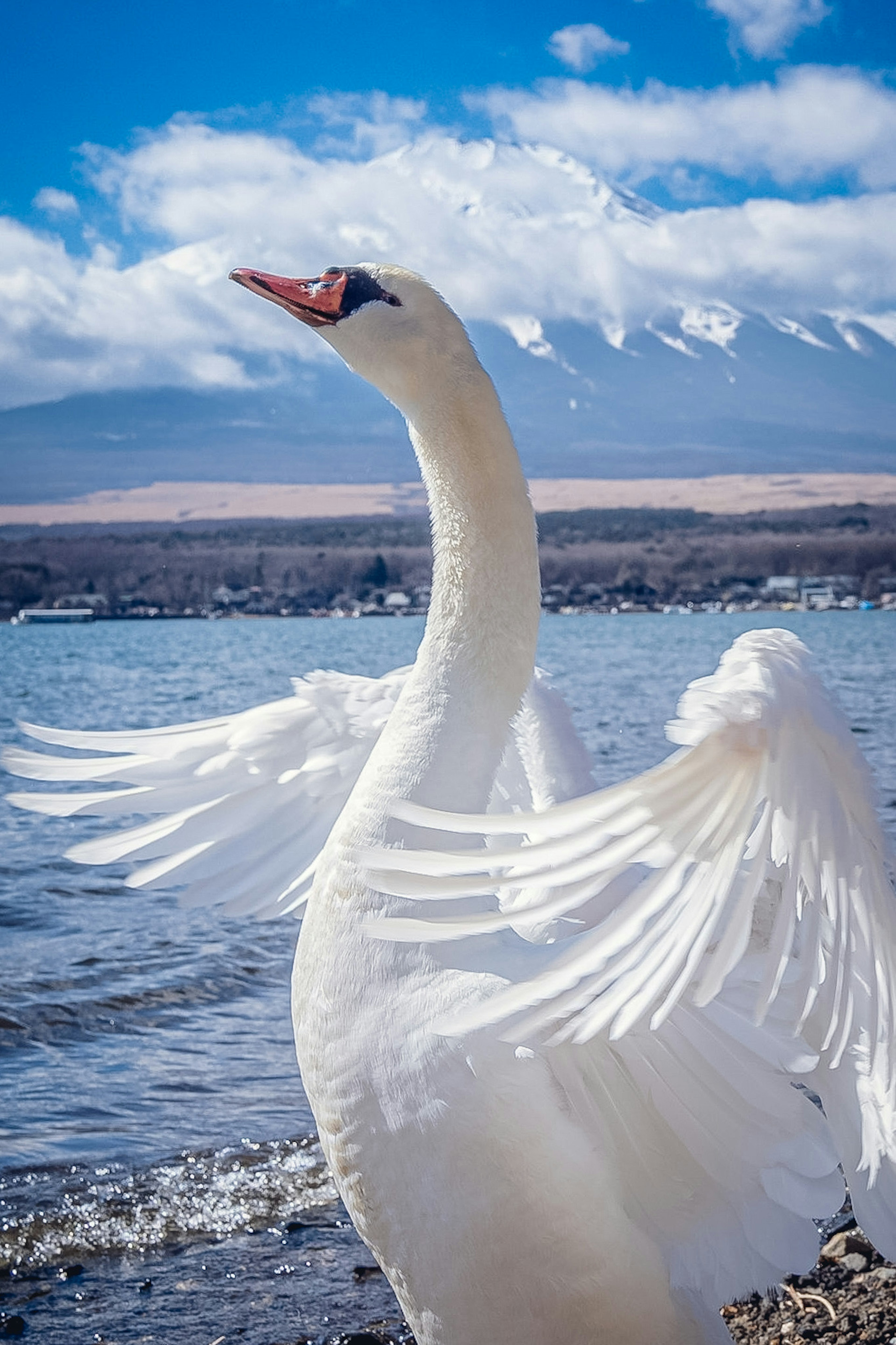 A beautiful swan spreading its wings near a lake