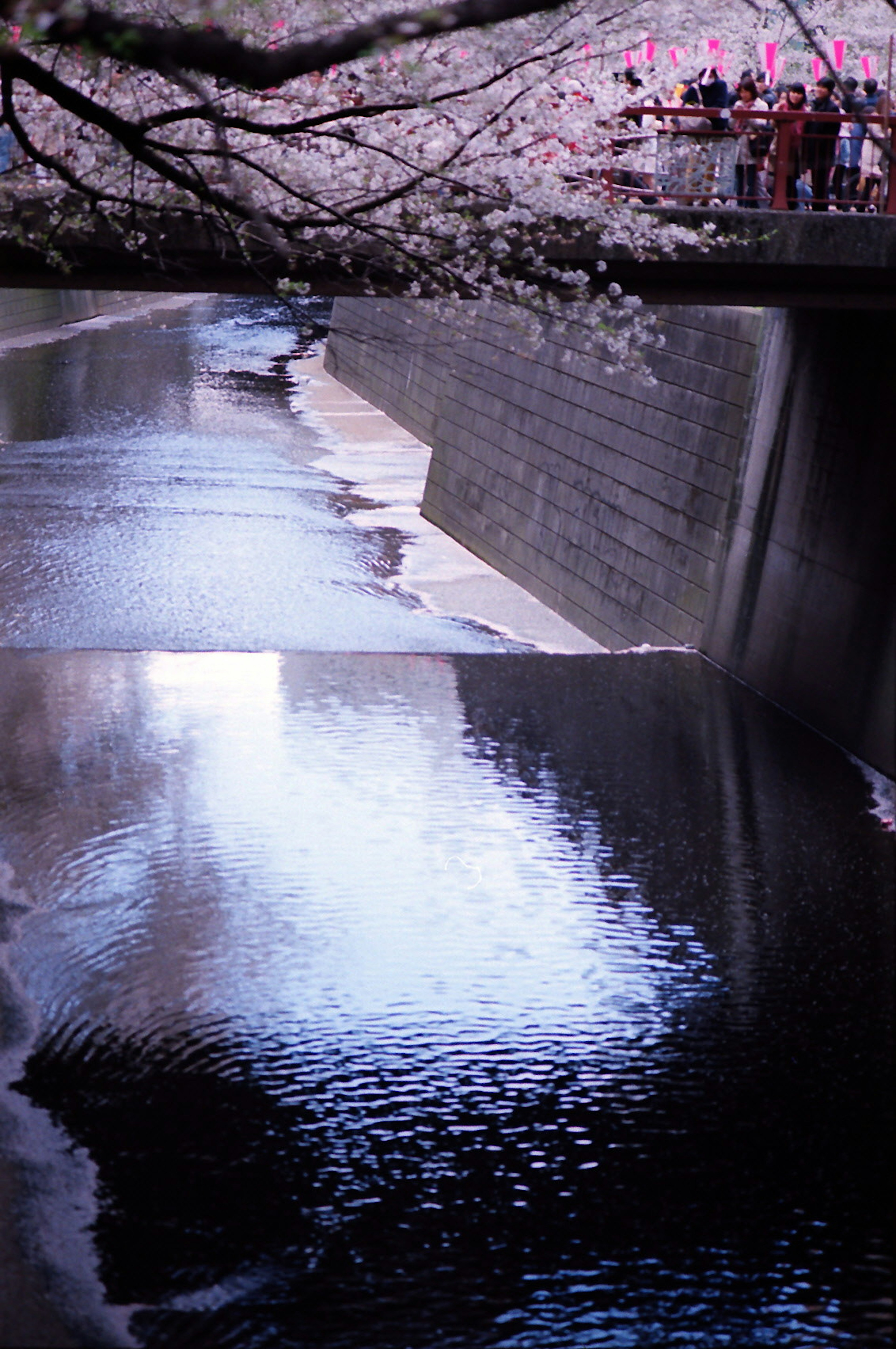 Hermosa escena de río con reflejos de cerezo en flor