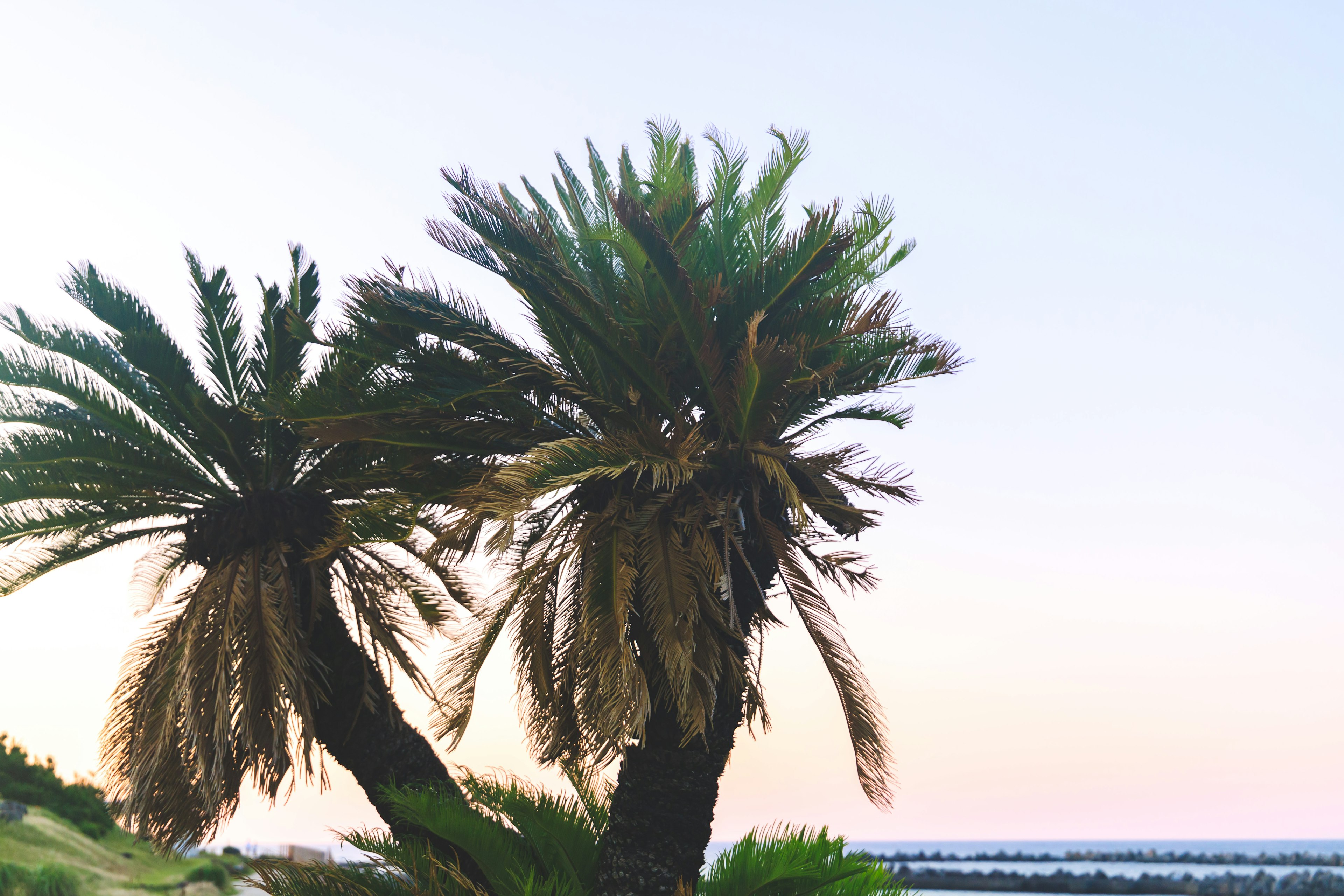 Palmen am Meer mit blauem Himmel und Sonnenuntergang im Hintergrund