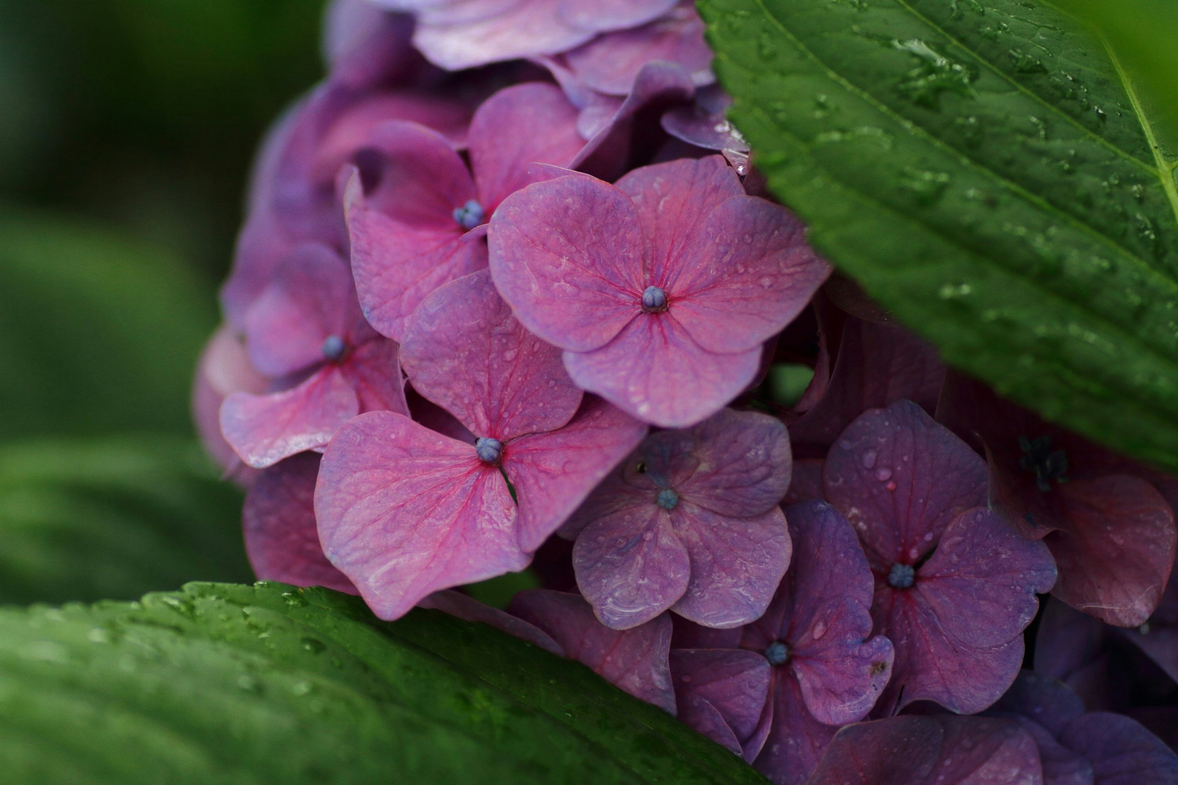 Primo piano di fiori di ortensia rosa e viola parzialmente coperti da foglie verdi