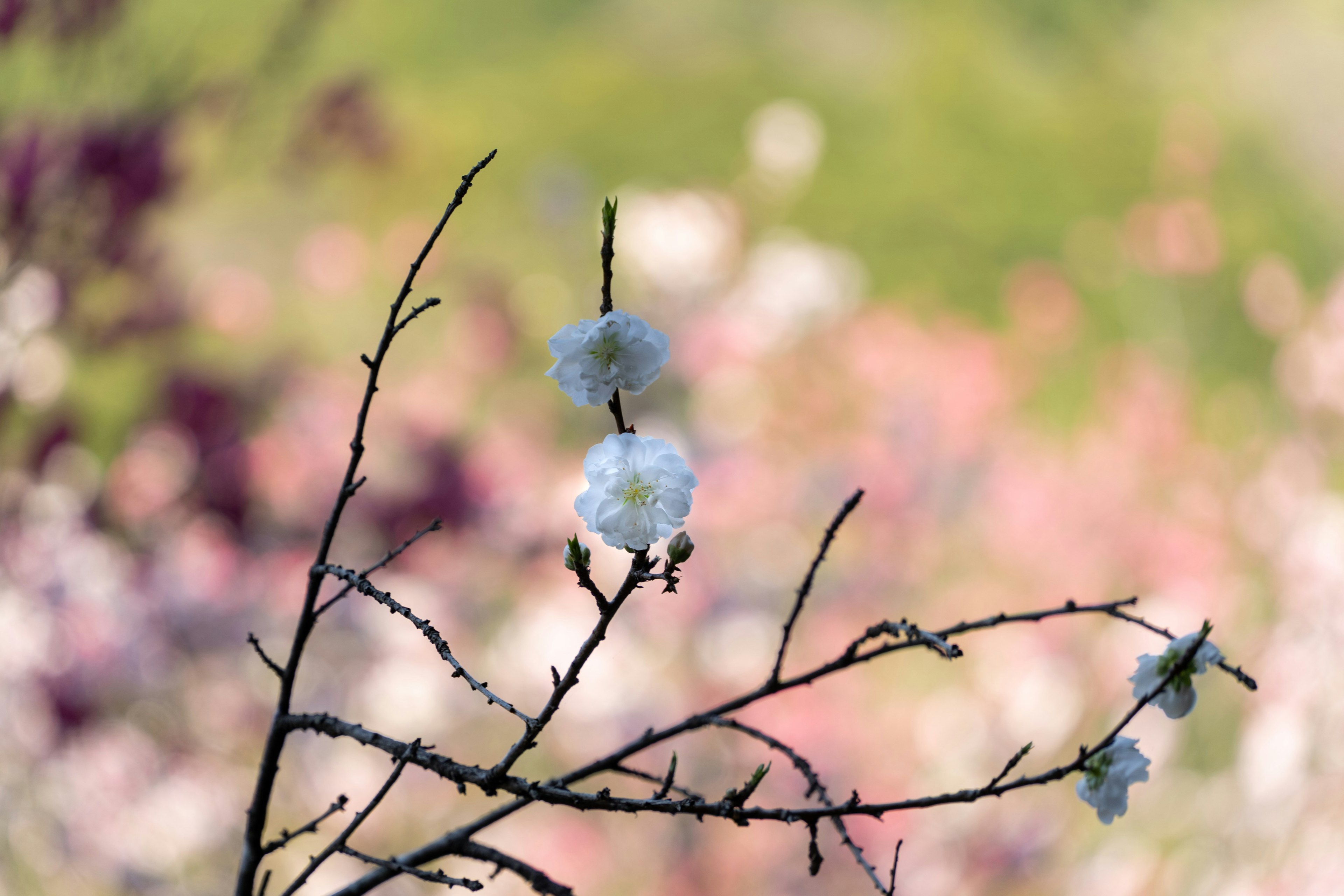 Fiori bianchi su rami con fiori colorati sfocati sullo sfondo