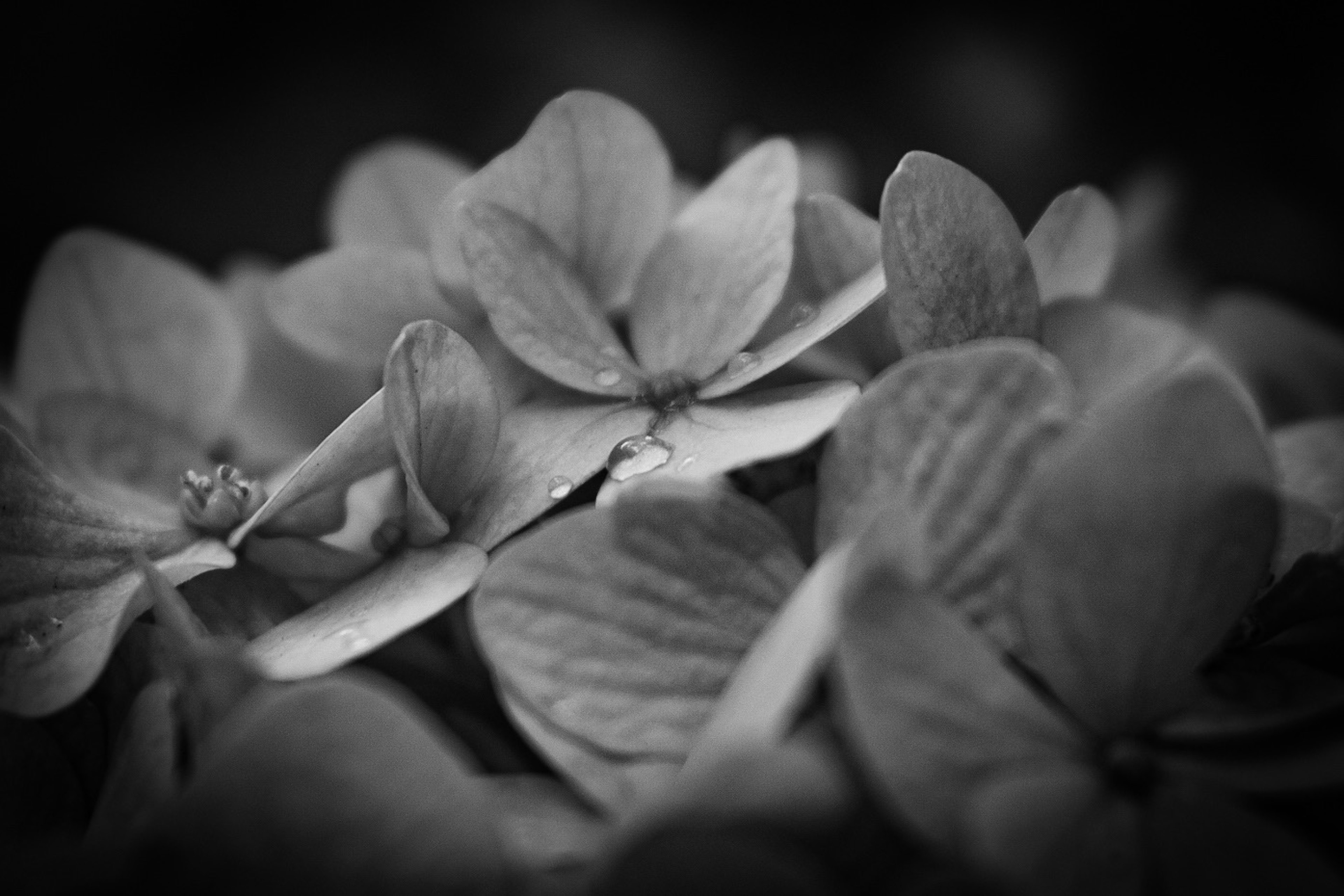 Close-up of monochrome flowers showcasing intricate petal details