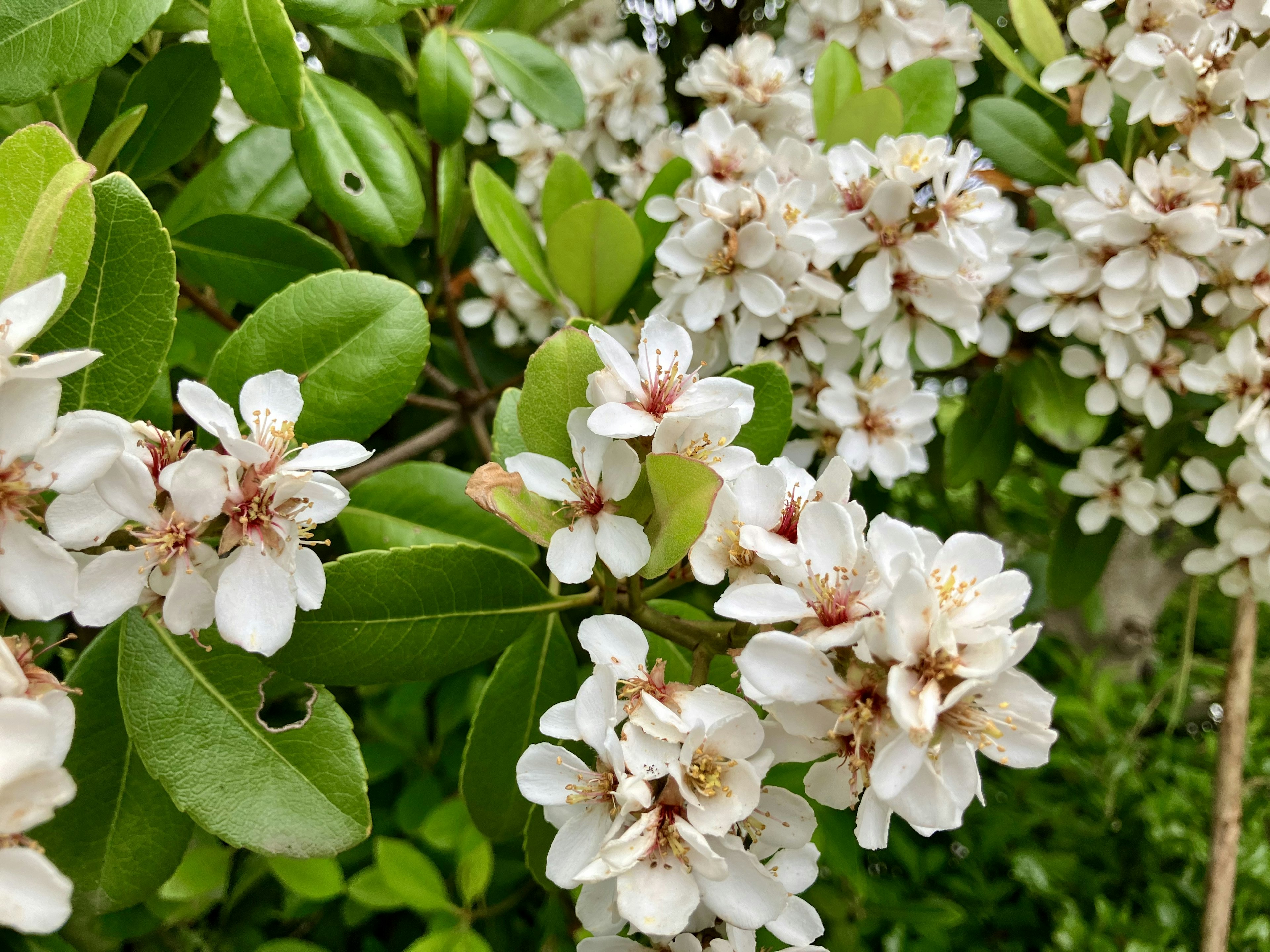 Close-up of white flowers and green leaves on a plant